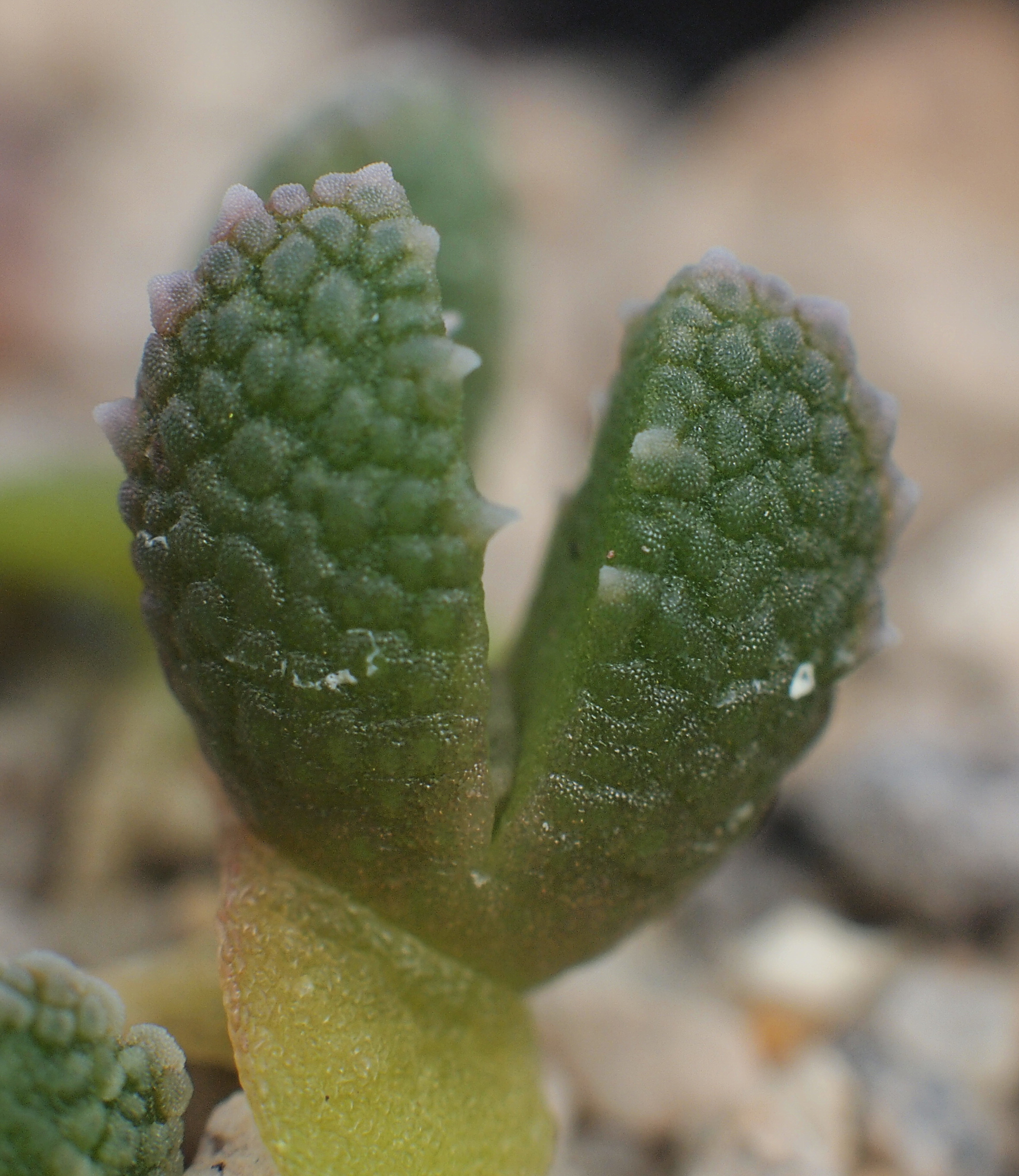 Aloinopsis setifera