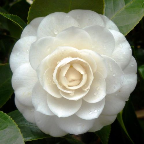 Camellia japonica white