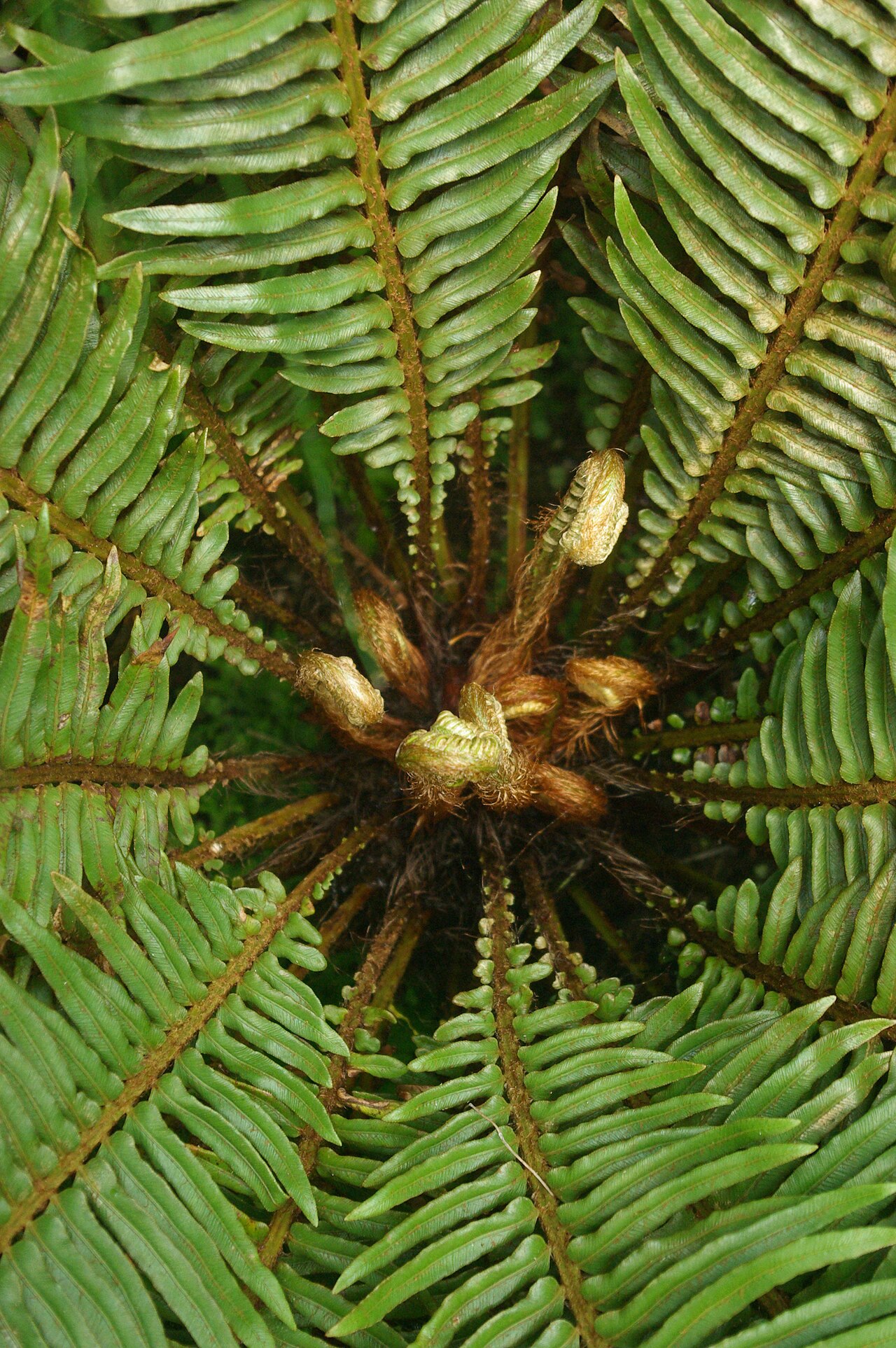 Blechnum cycadifolium