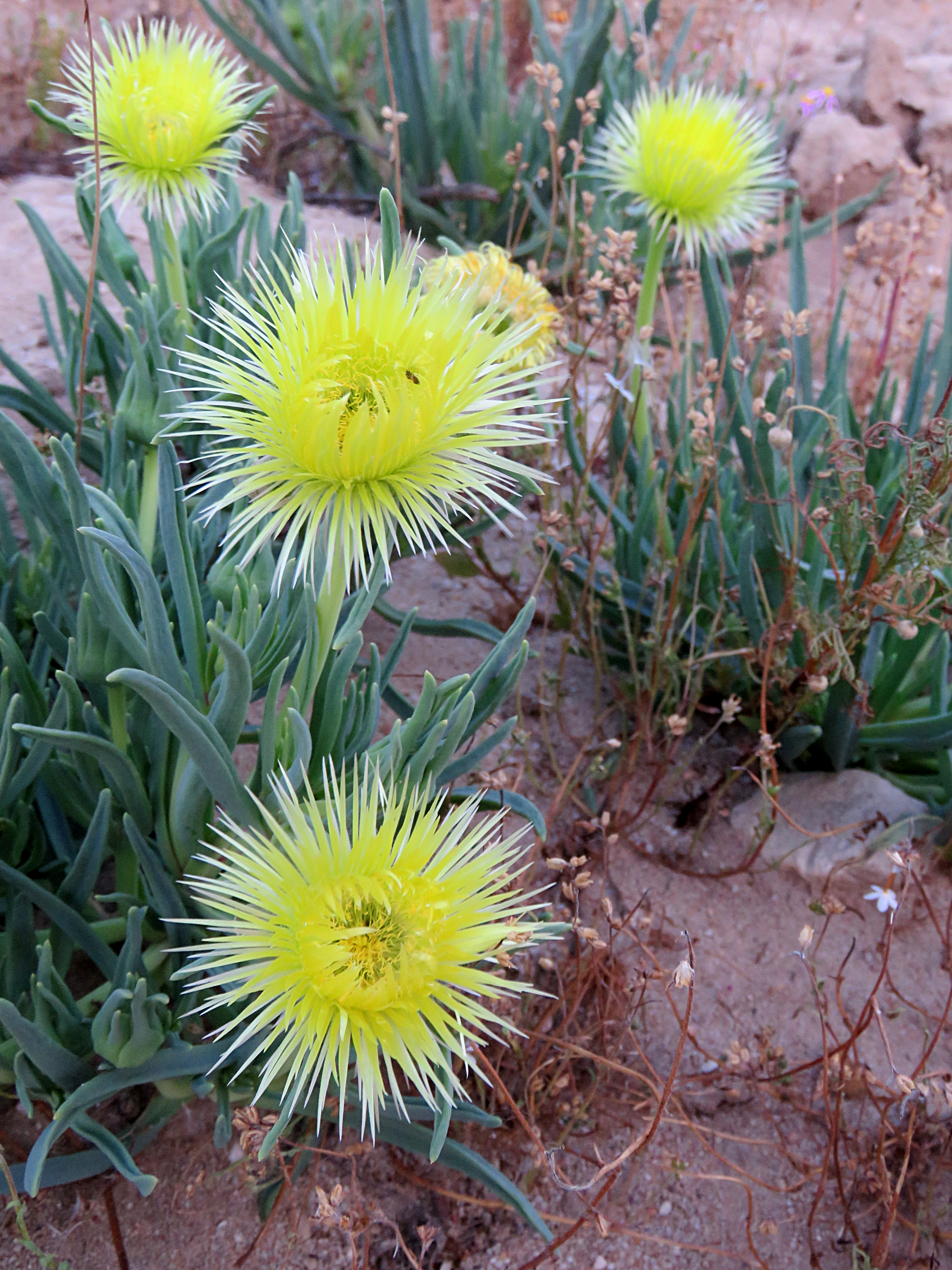 Conicosia pugioniformis