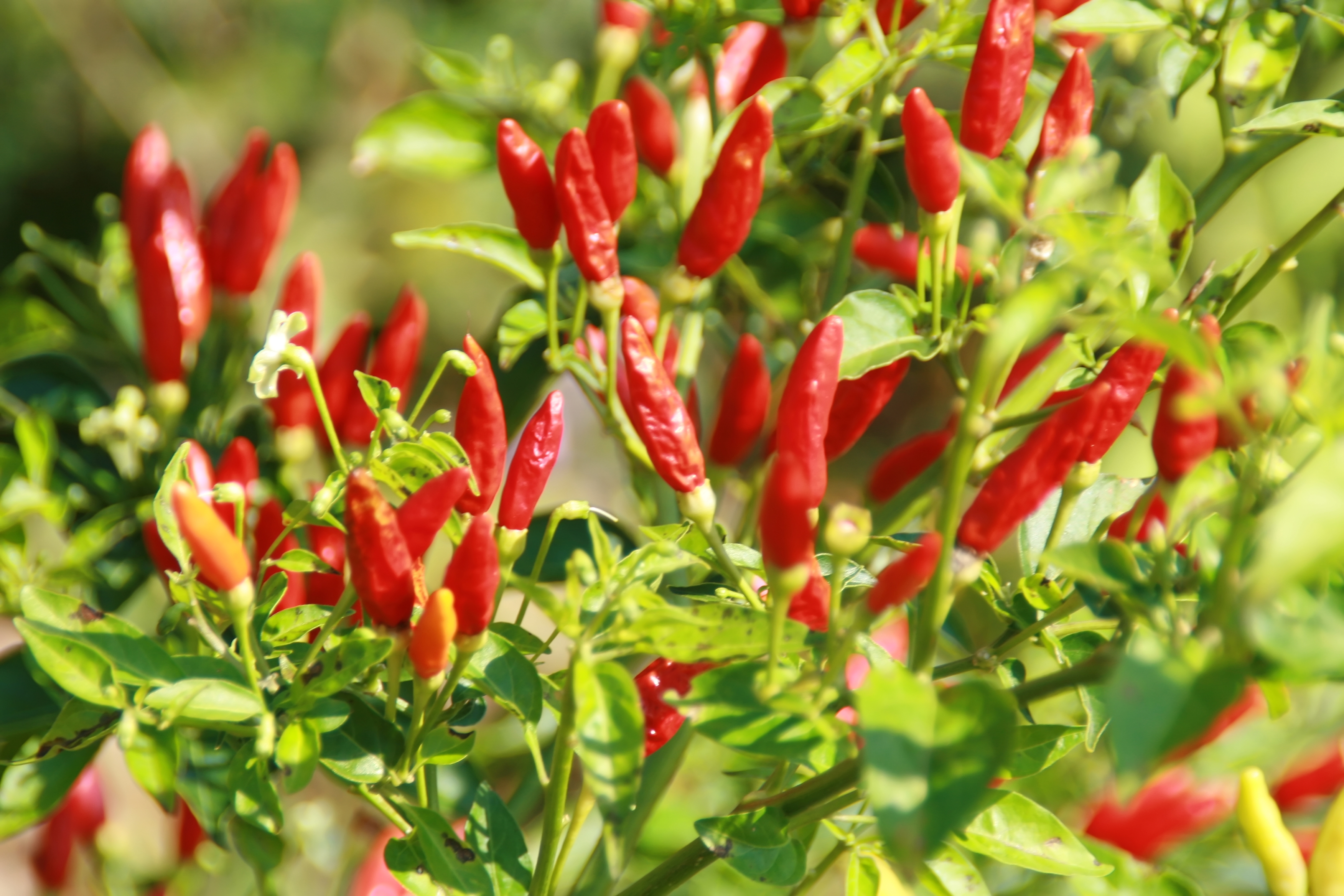 Chili Tabasco