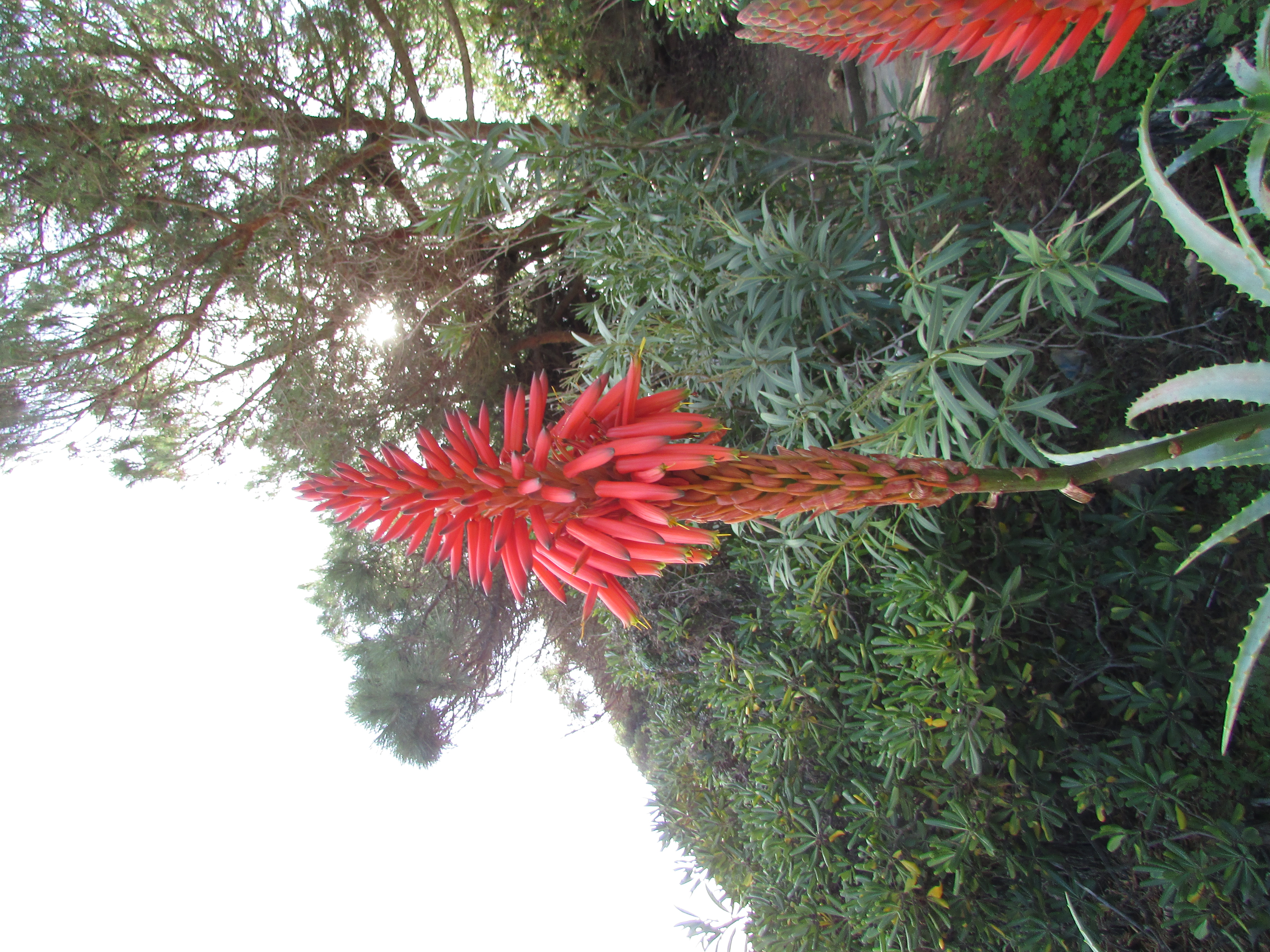 Aloe arborescens