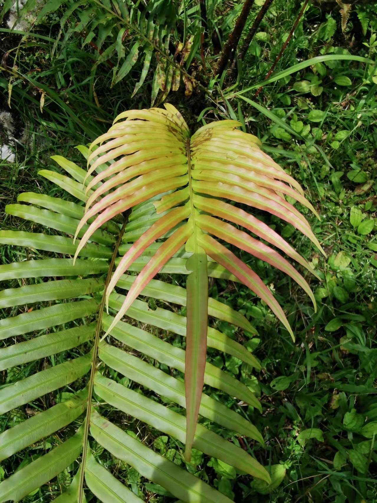 Blechnum orientale