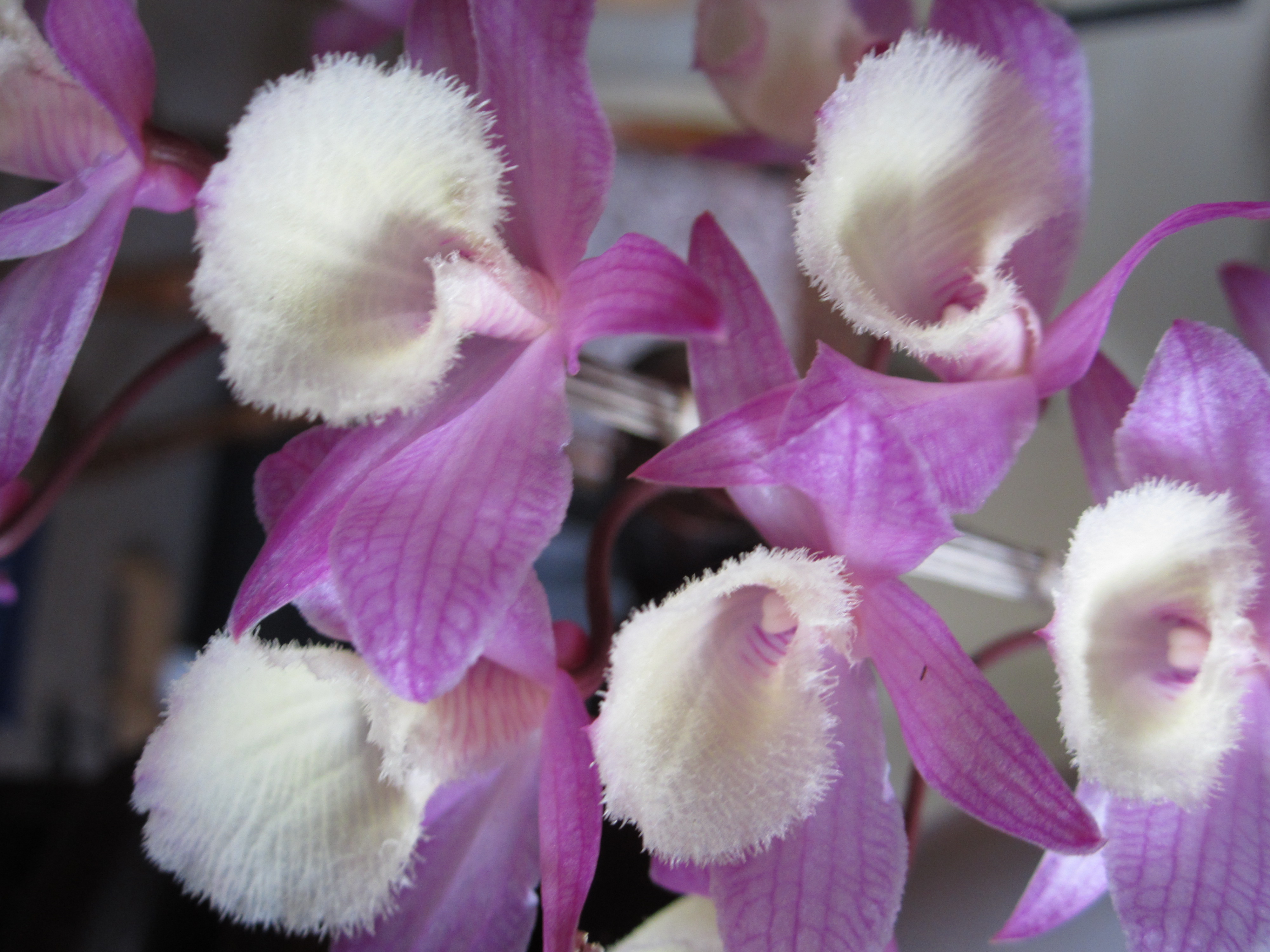 Dendrobium aphyllum