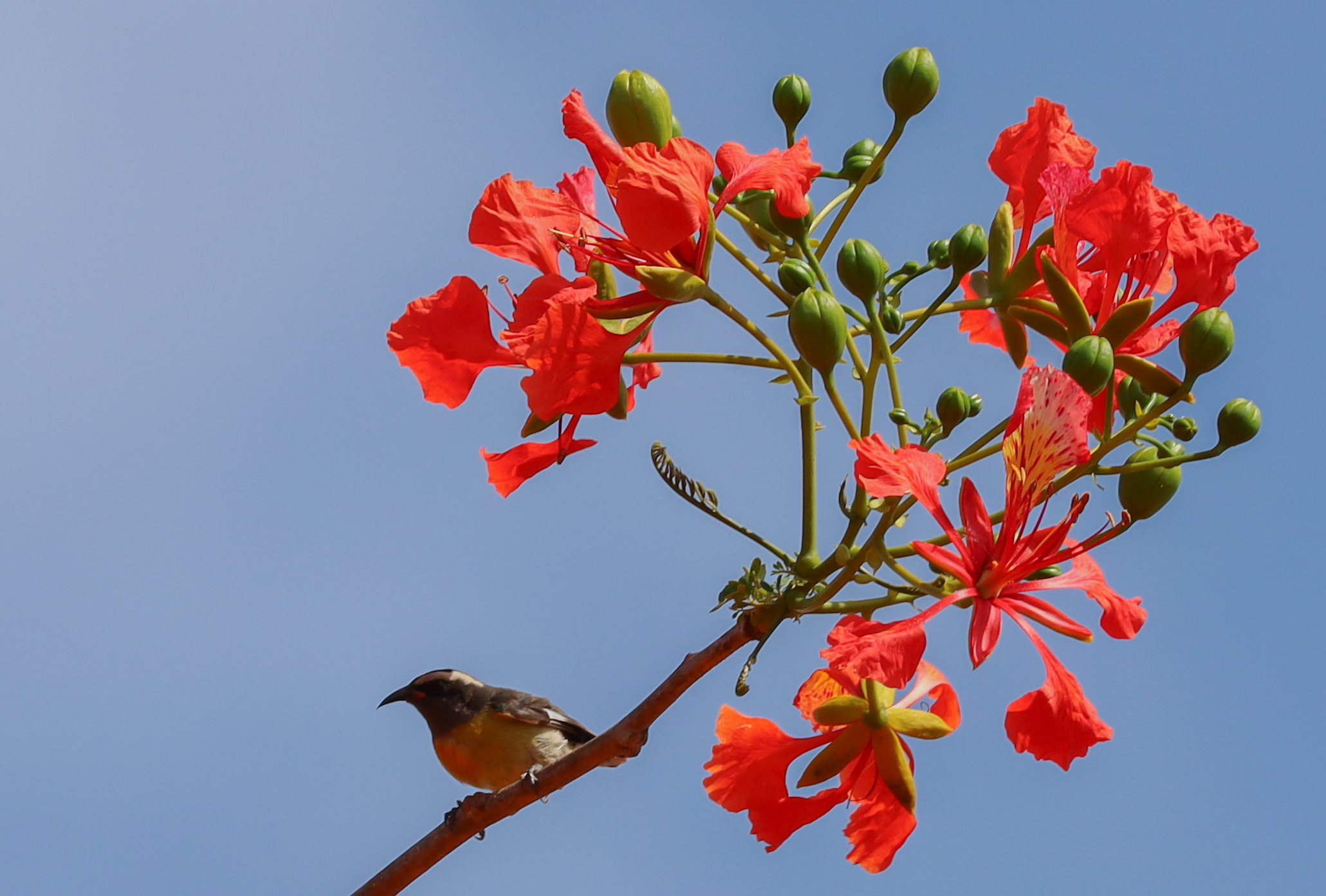 Delonix regia