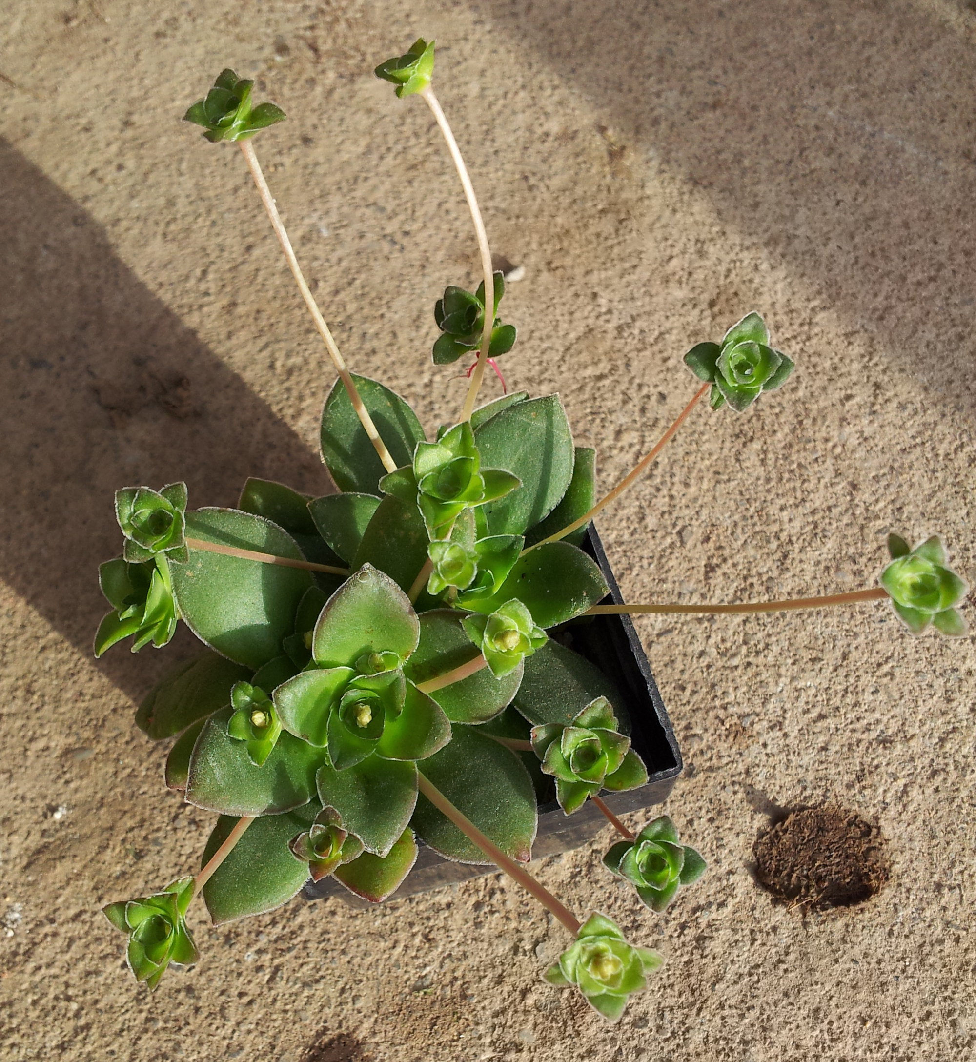 Crassula orbicularis