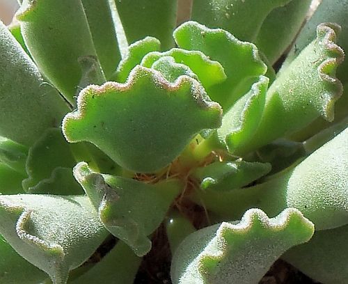 Adromischus cristatus
