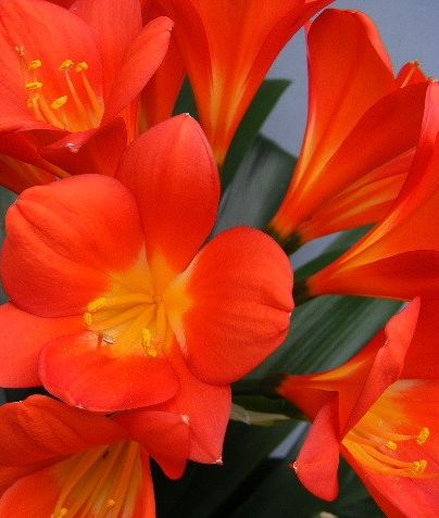 Clivia Triangle Red