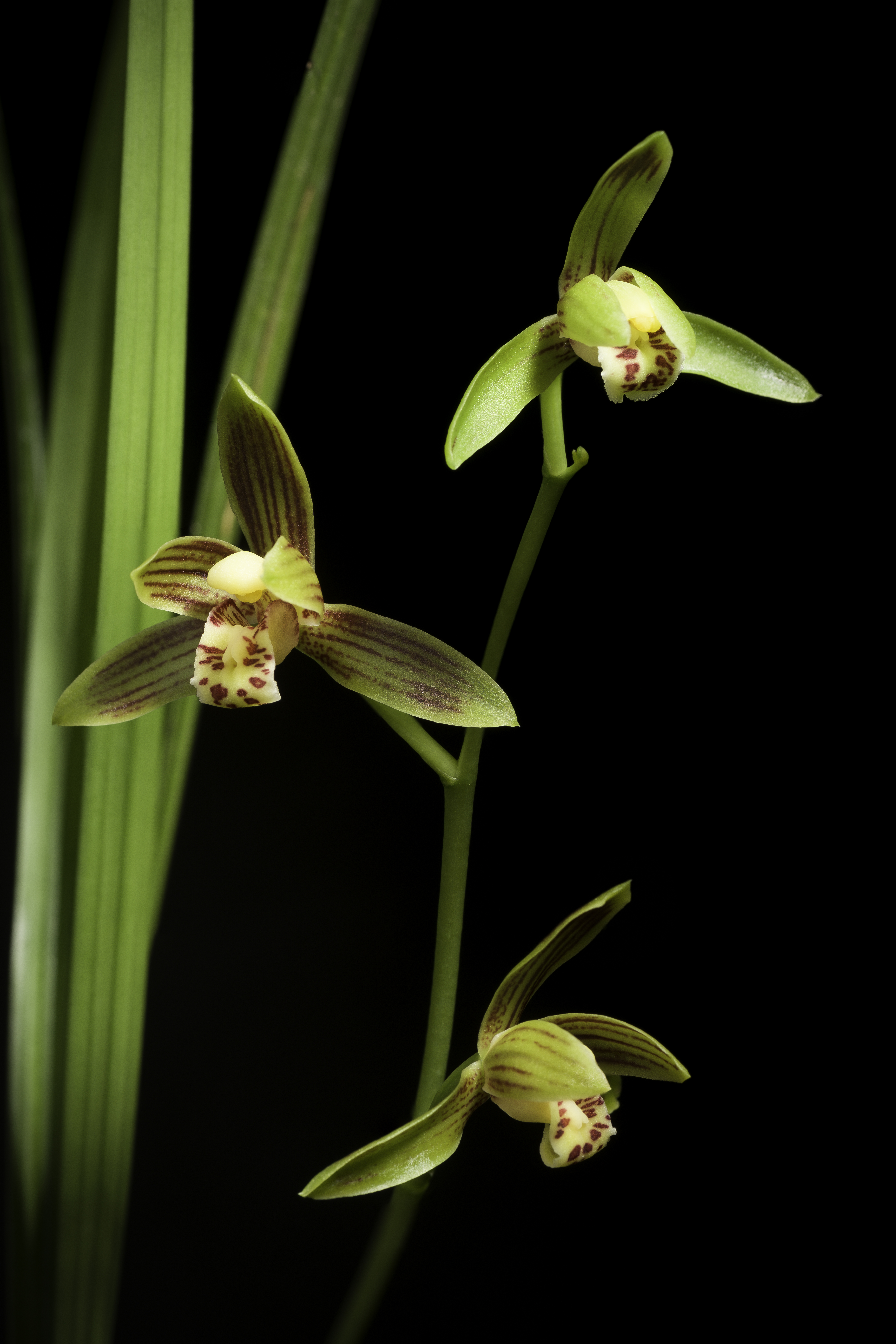 Cymbidium sinense