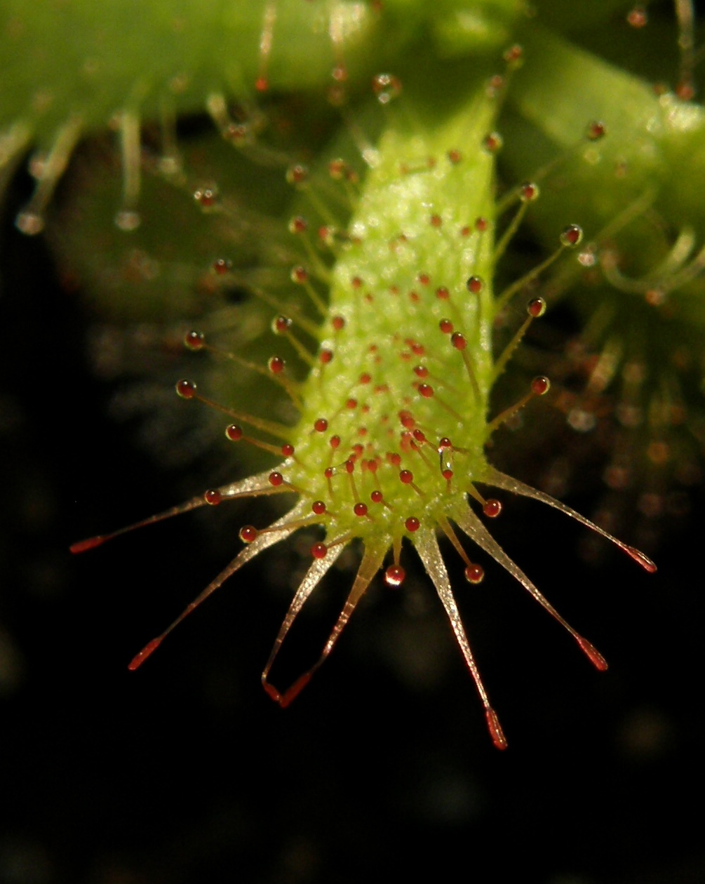 Drosera trinervia