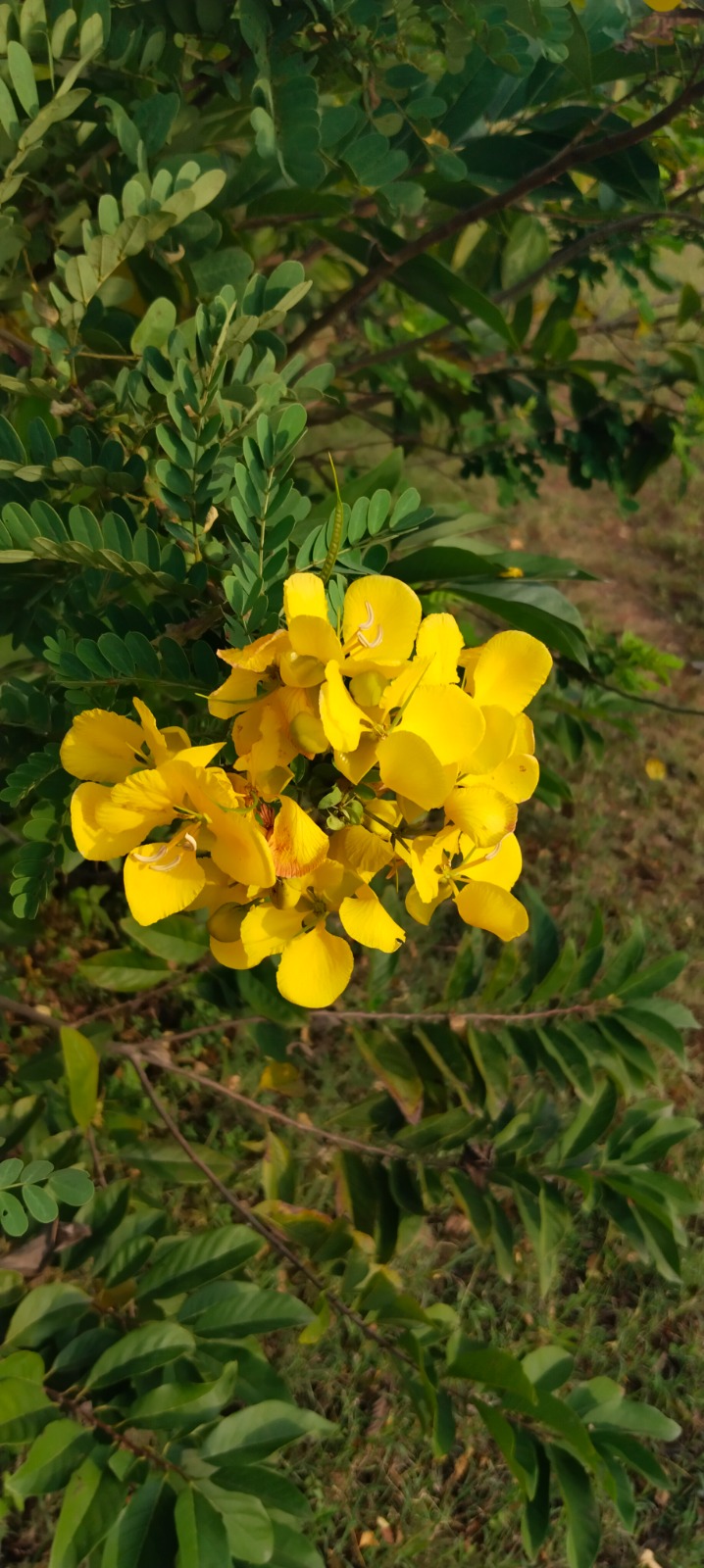 Cassia angustifolia