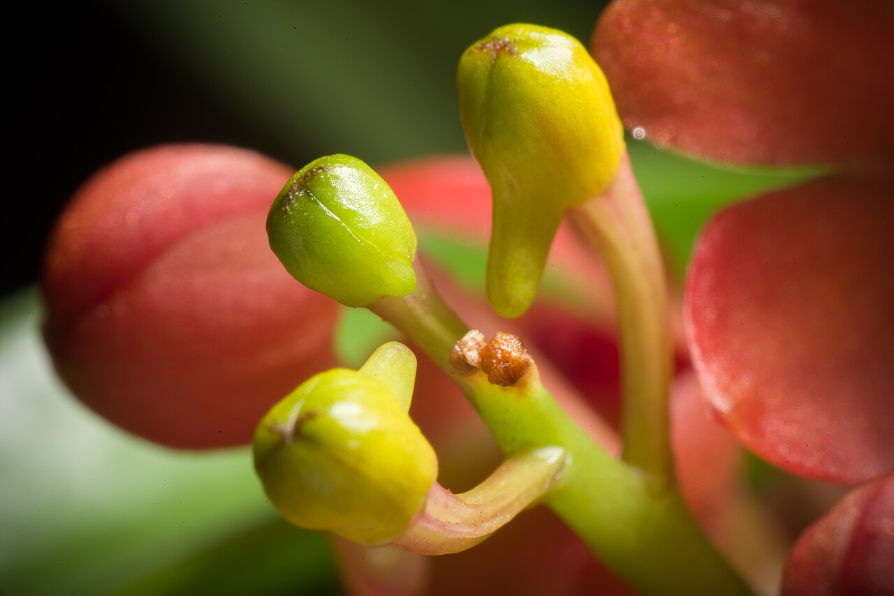 Ascocentrum miniatum