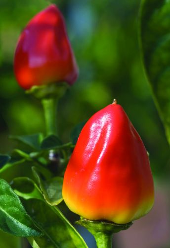Chili Fire Cracker