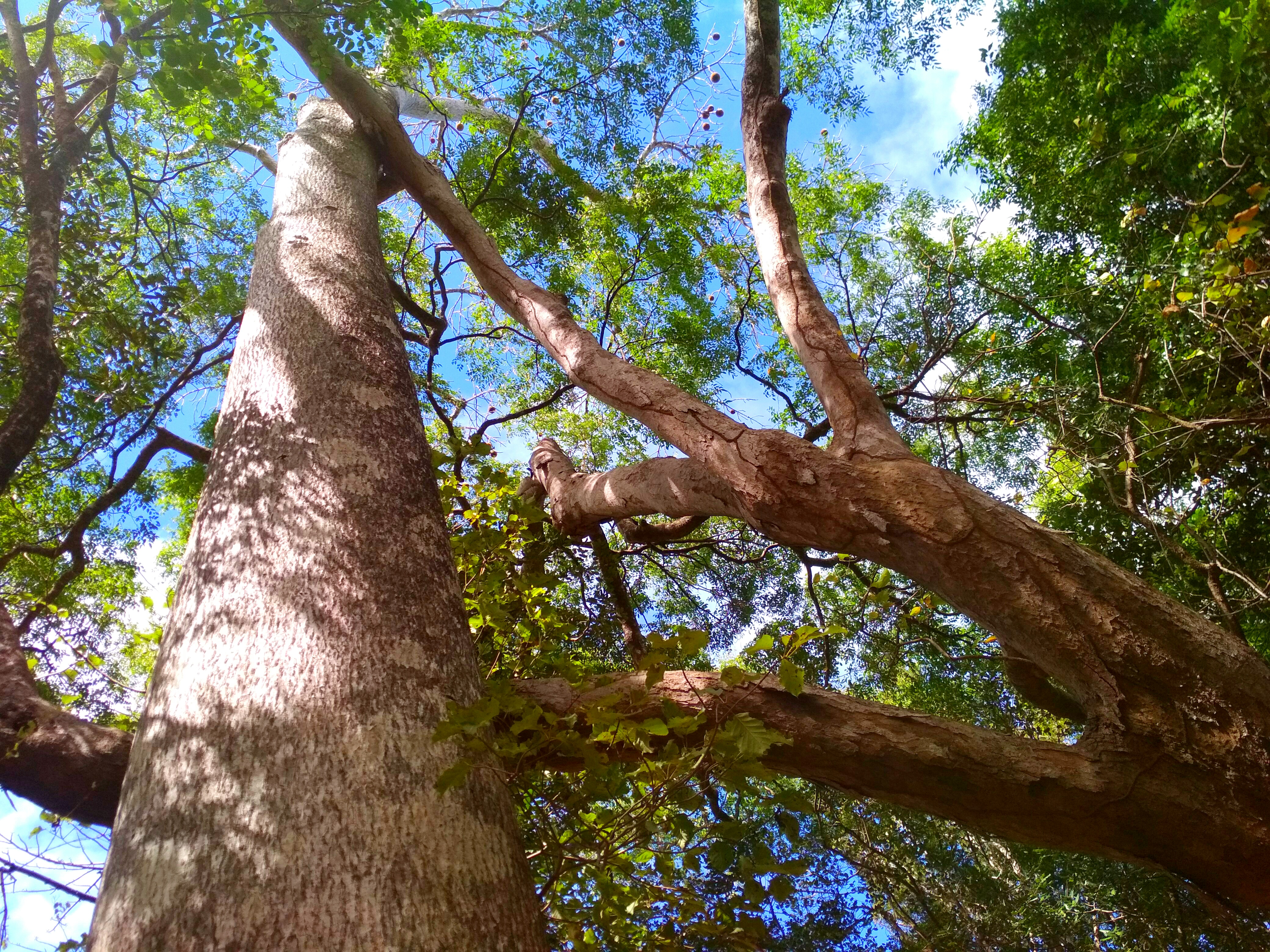 Adansonia suarezensis