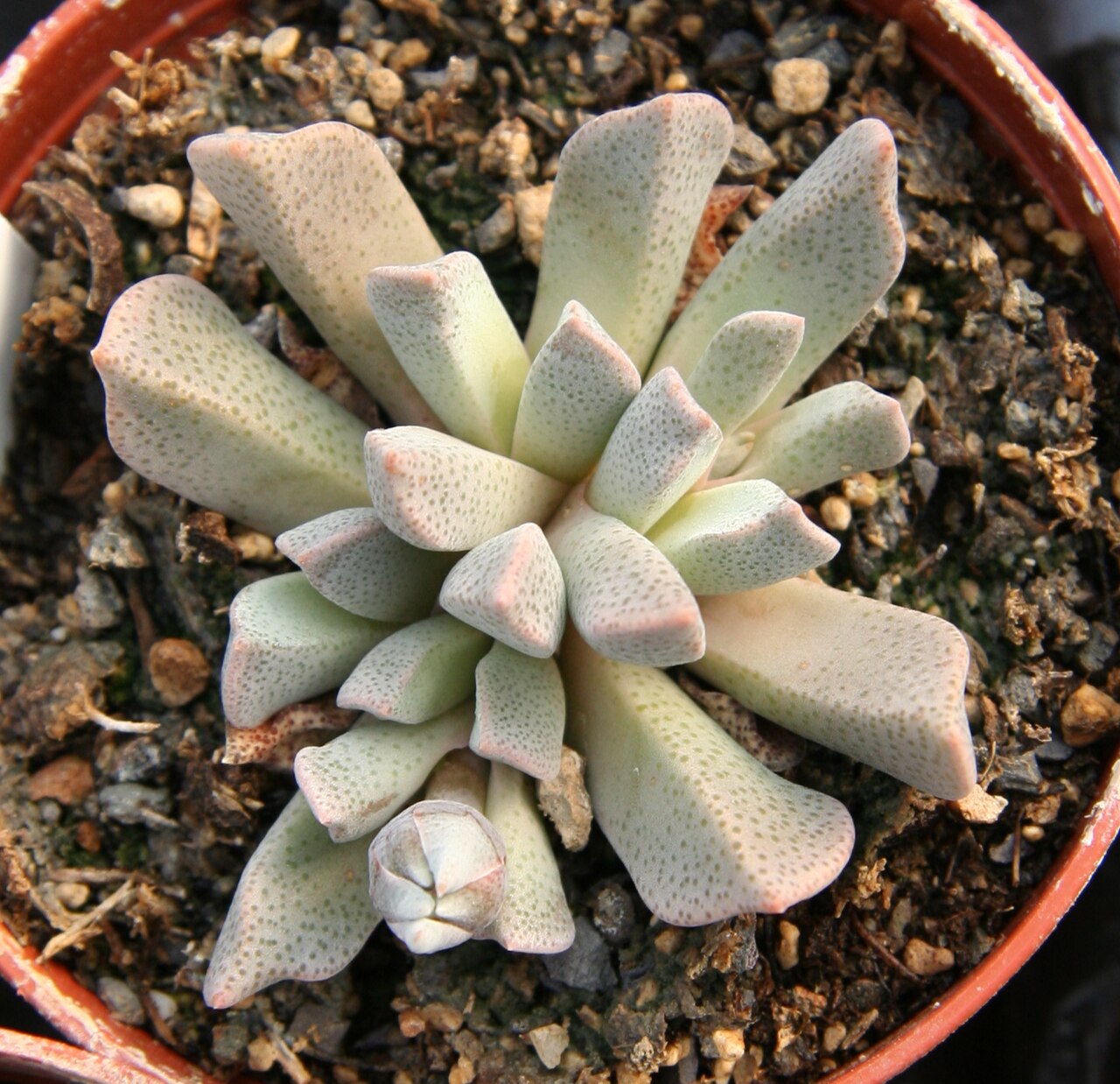 Aloinopsis orpenii