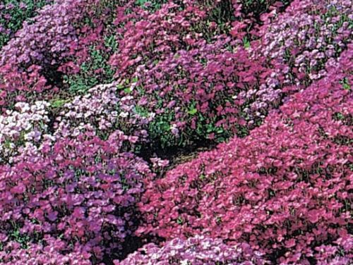 Aubrieta deltoidea Royal Series Mix