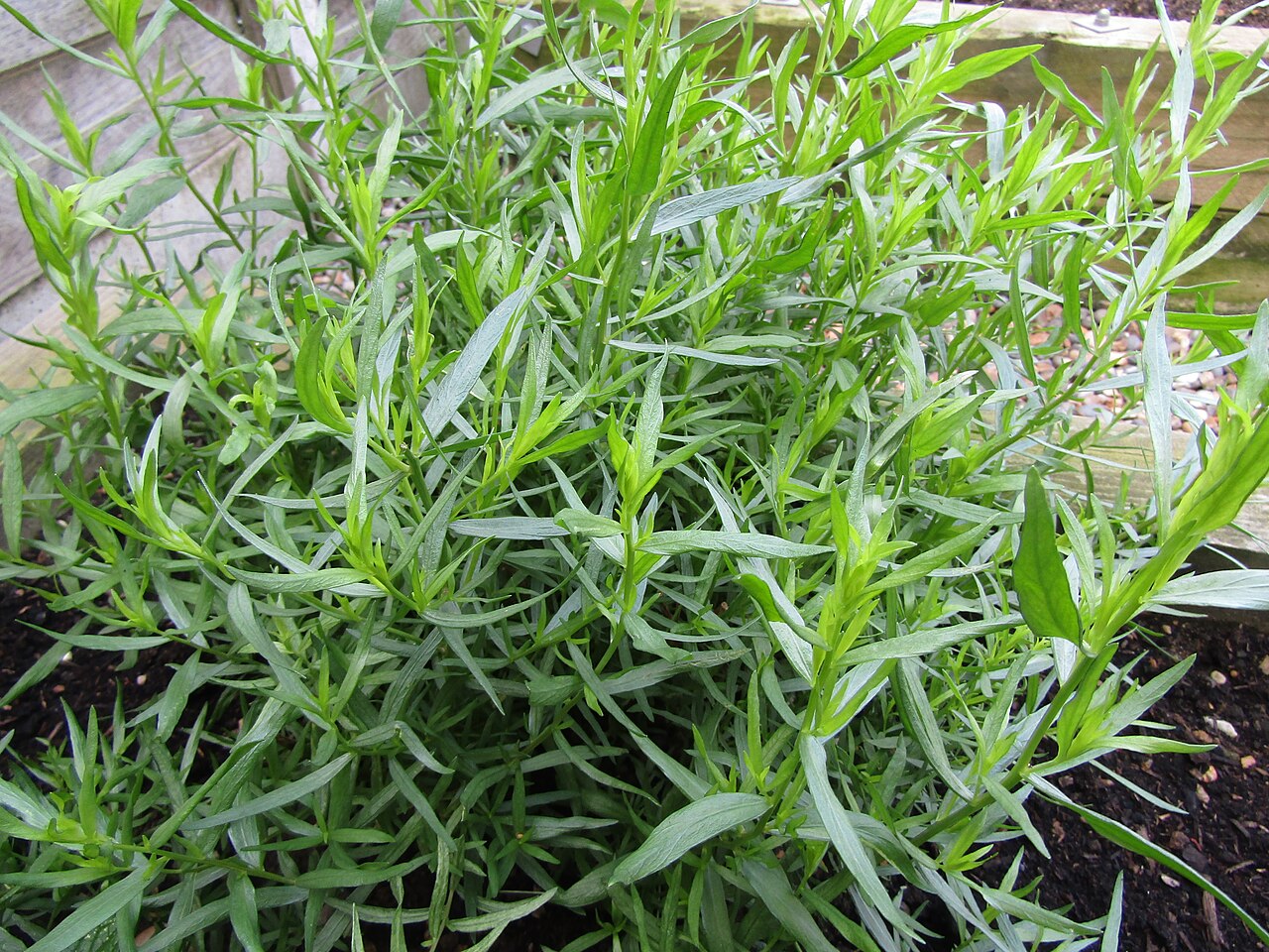 Artemisia dracunculus