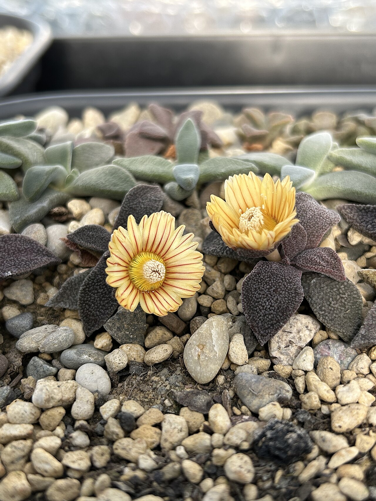 Aloinopsis rubrolineata