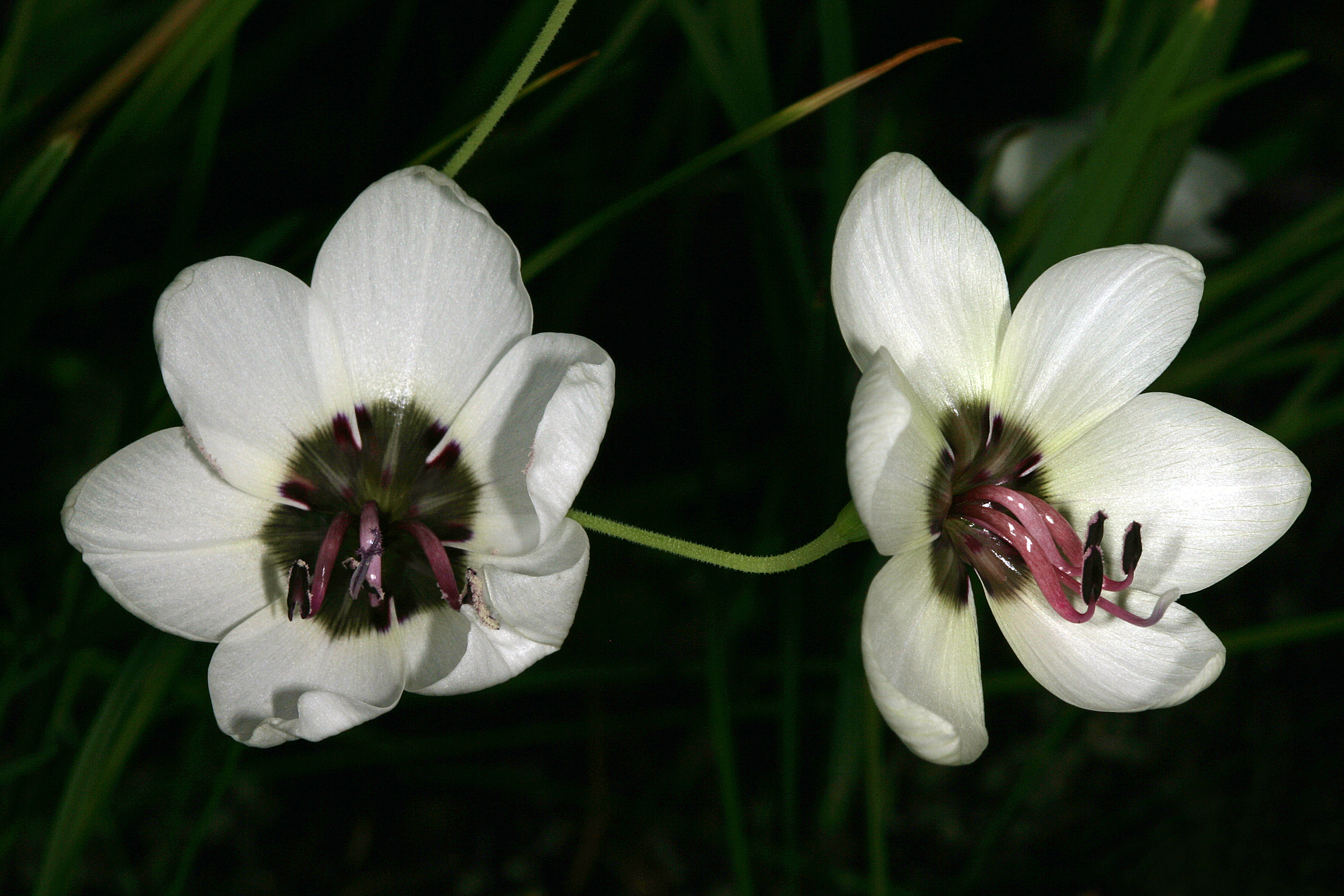 Geissorhiza tulbaghensis