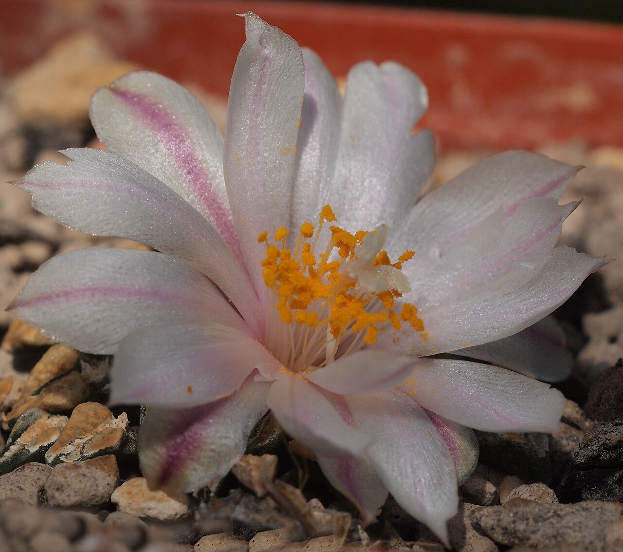 Ariocarpus kotschoubeyanus v. albiflorus