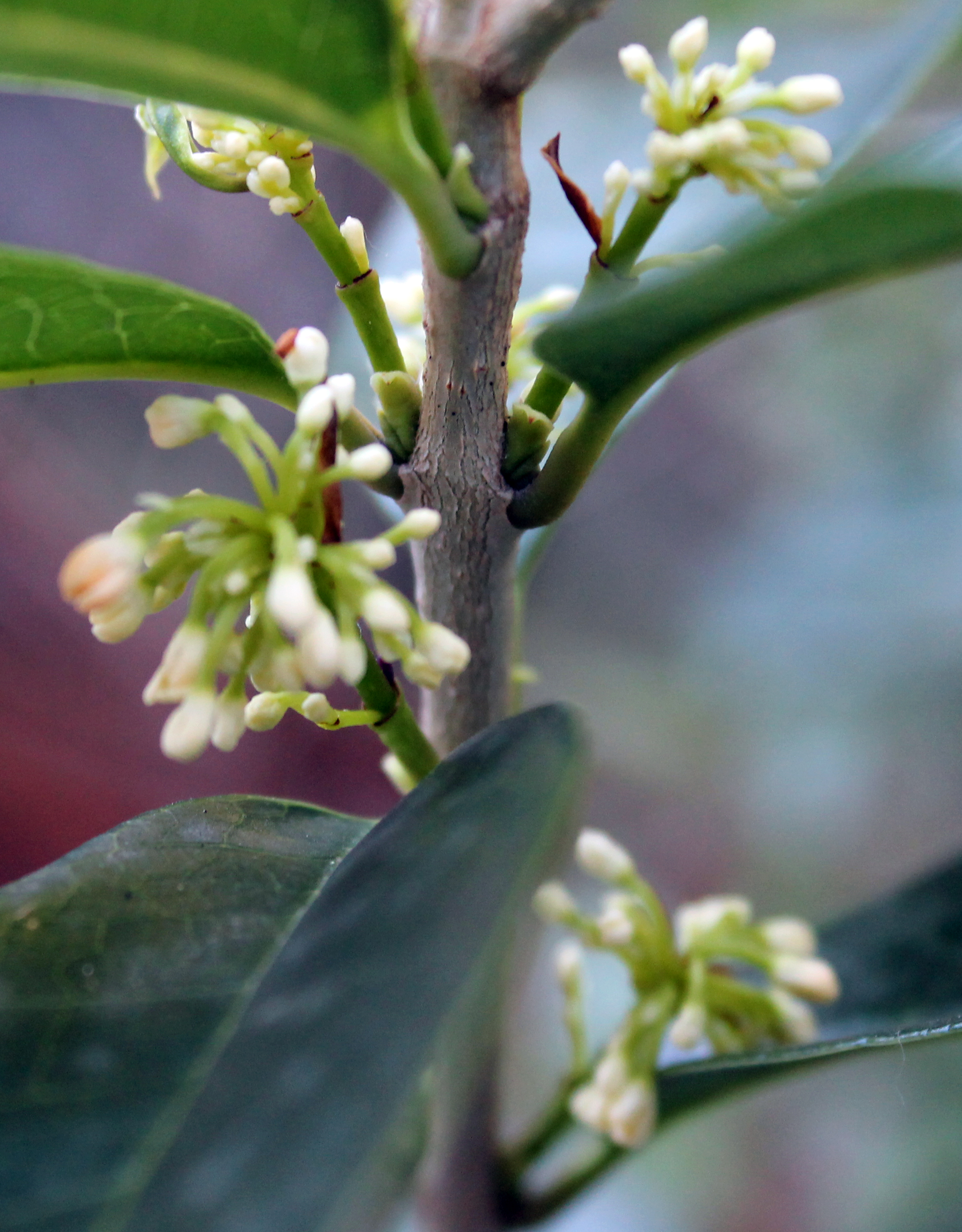 Osmanthus fragrans