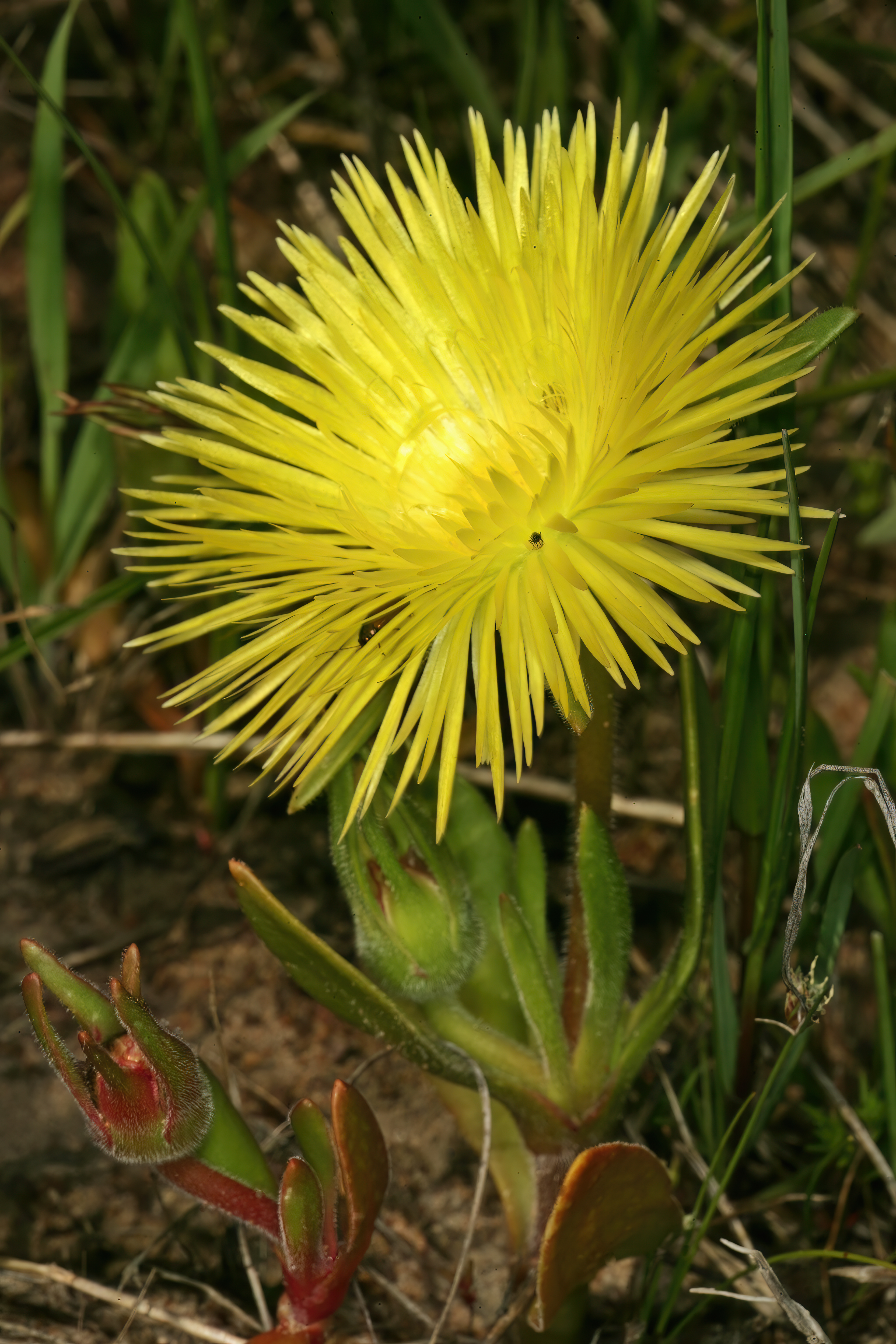 Carpanthea pomeridiana