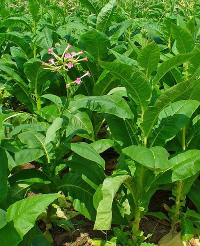 Burley Tobacco Nicotiana tabacum
