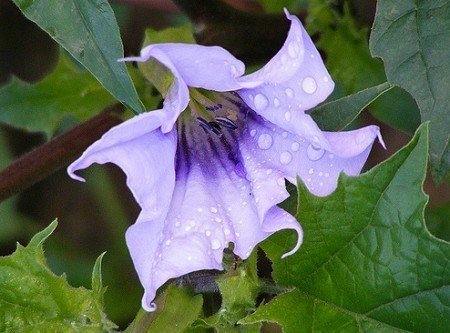 Datura querciflora