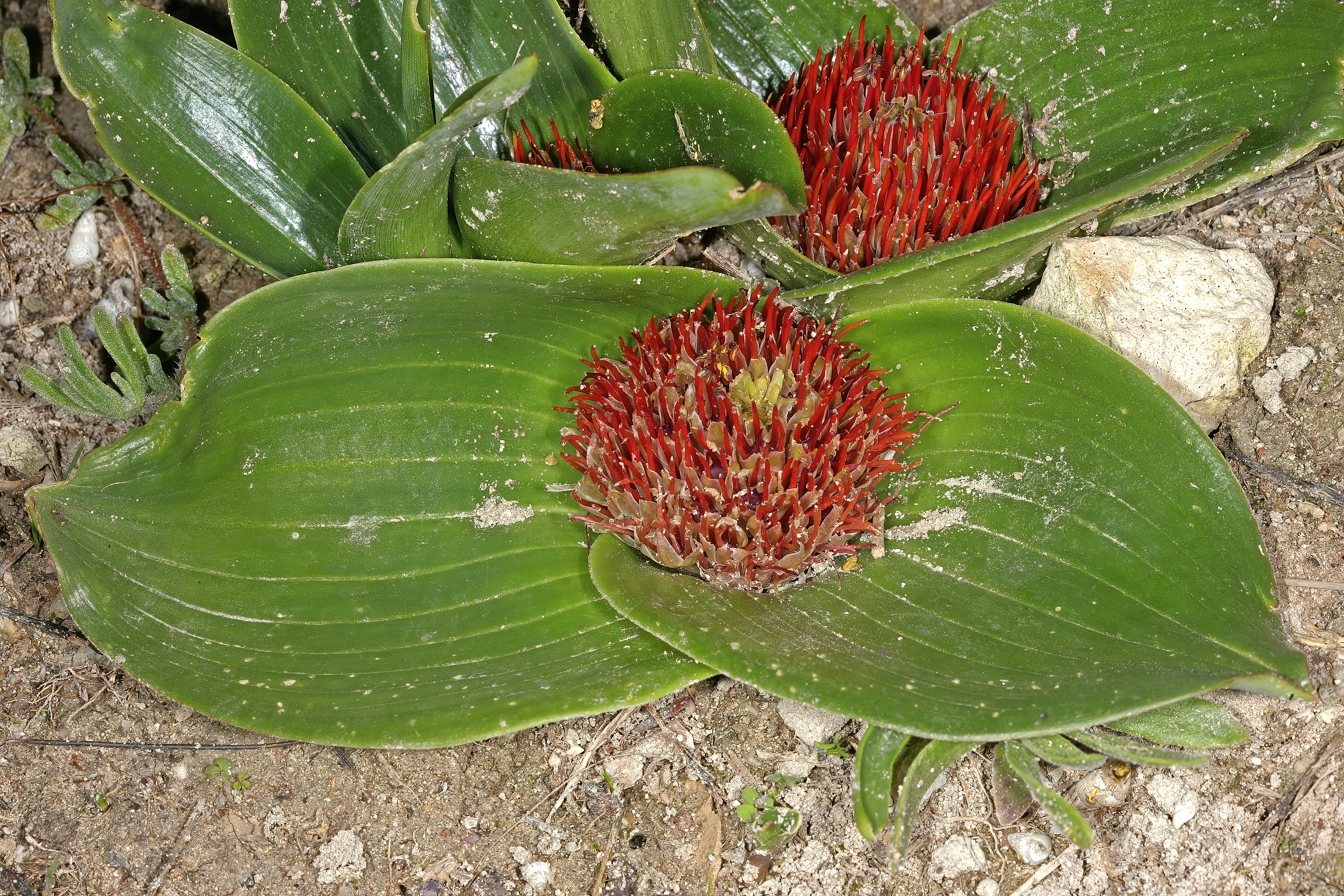 Daubenya zeyheri