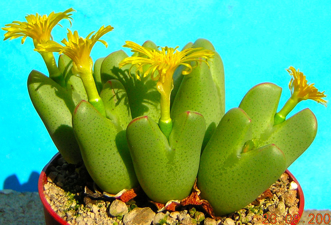 Conophytum bilobum