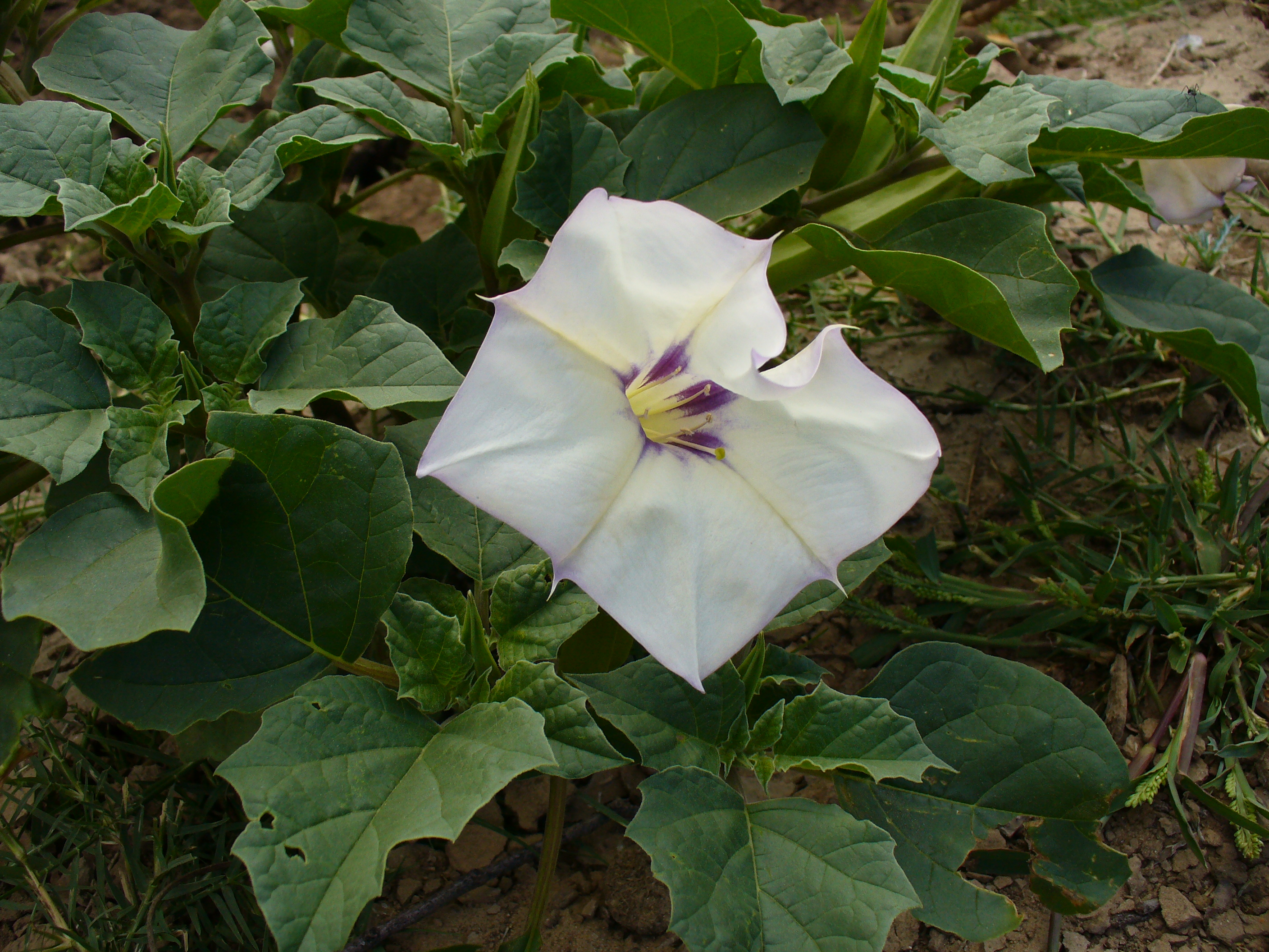 Datura discolor Samen