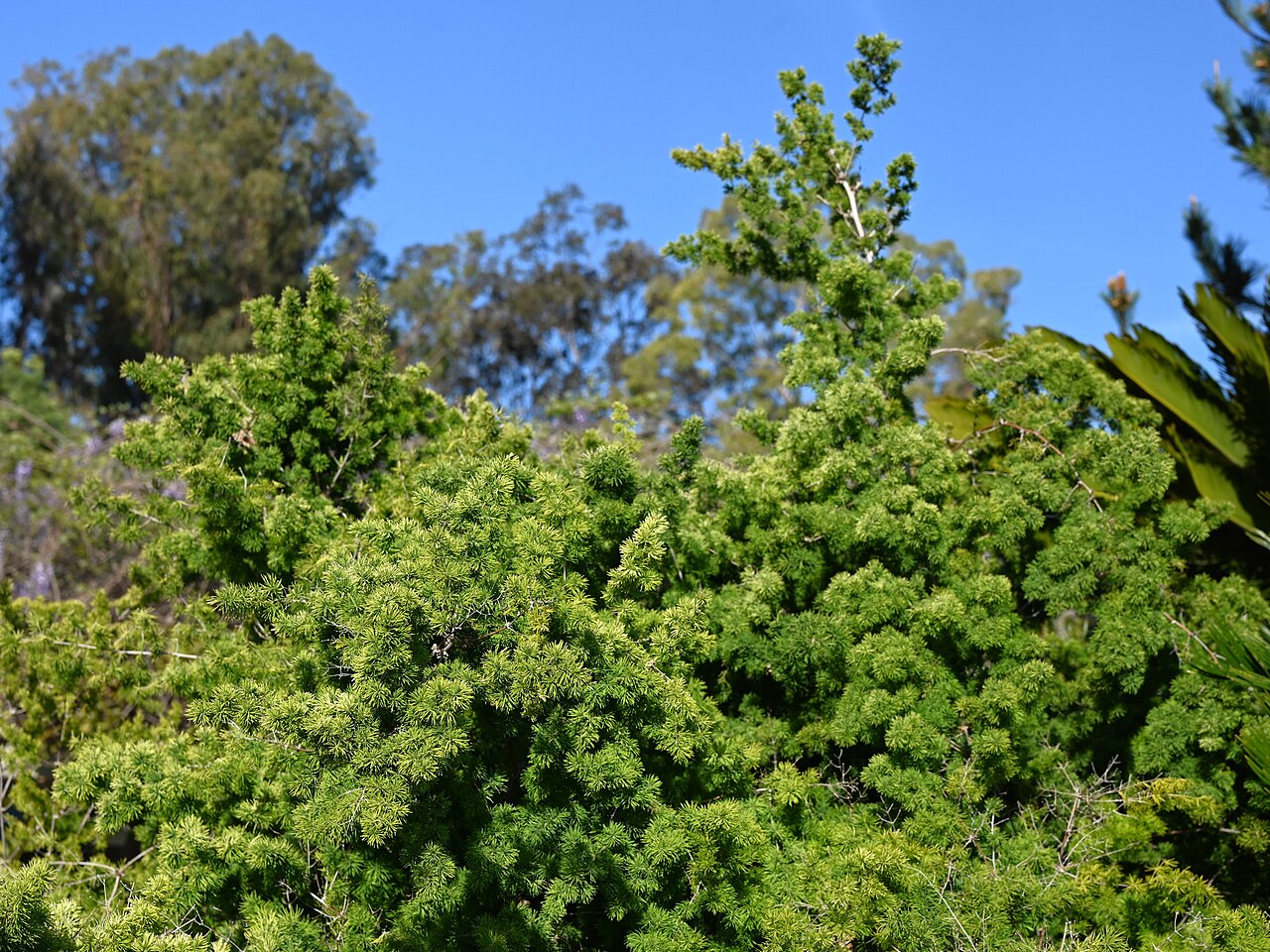 Asparagus retrofractus