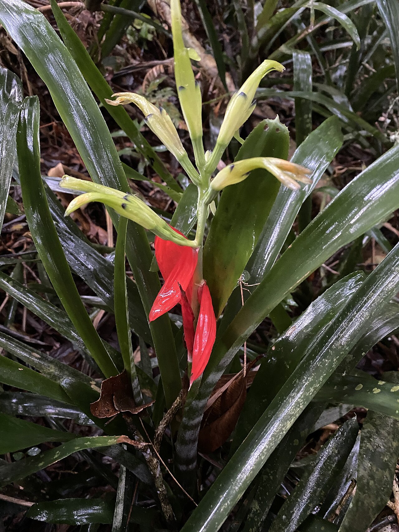Billbergia amoena
