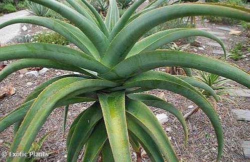 Aloe thraskii