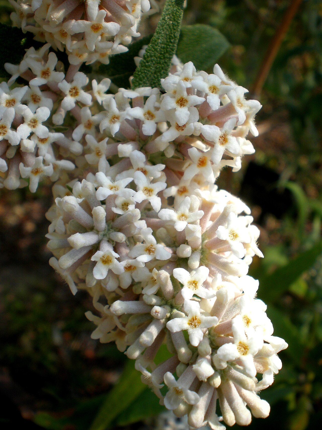 Buddleja saligna