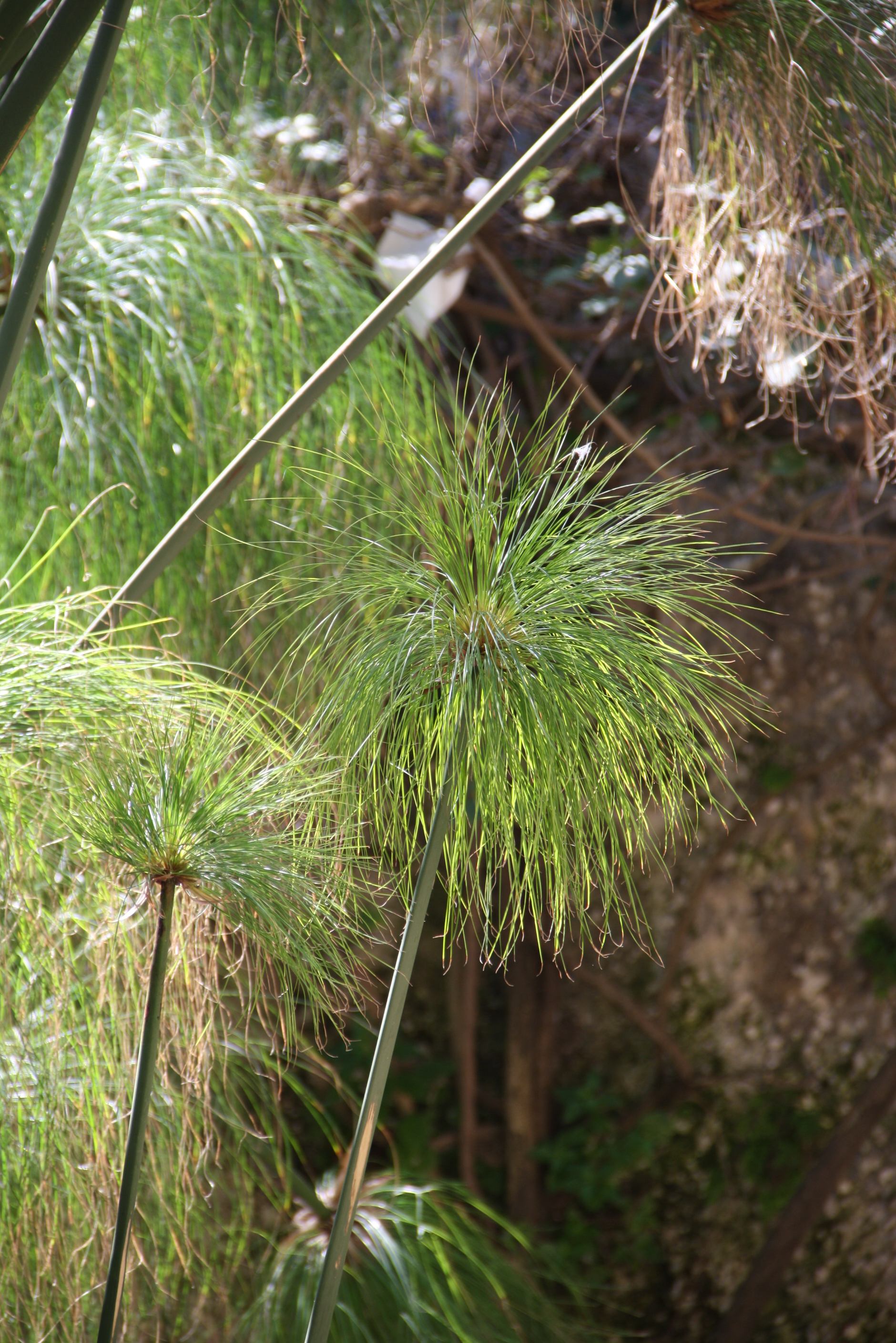 Cyperus papyrus