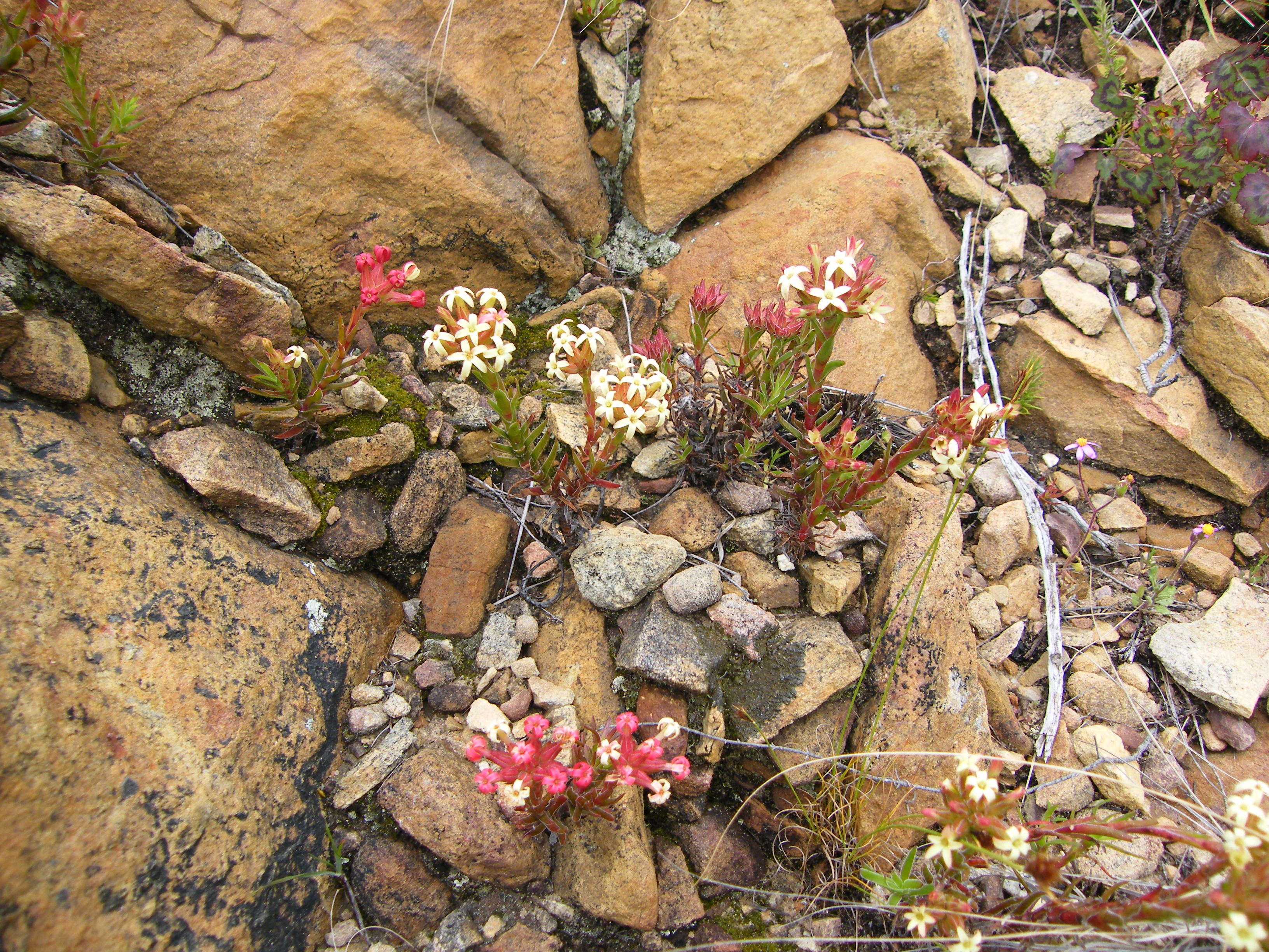 Crassula fascicularis