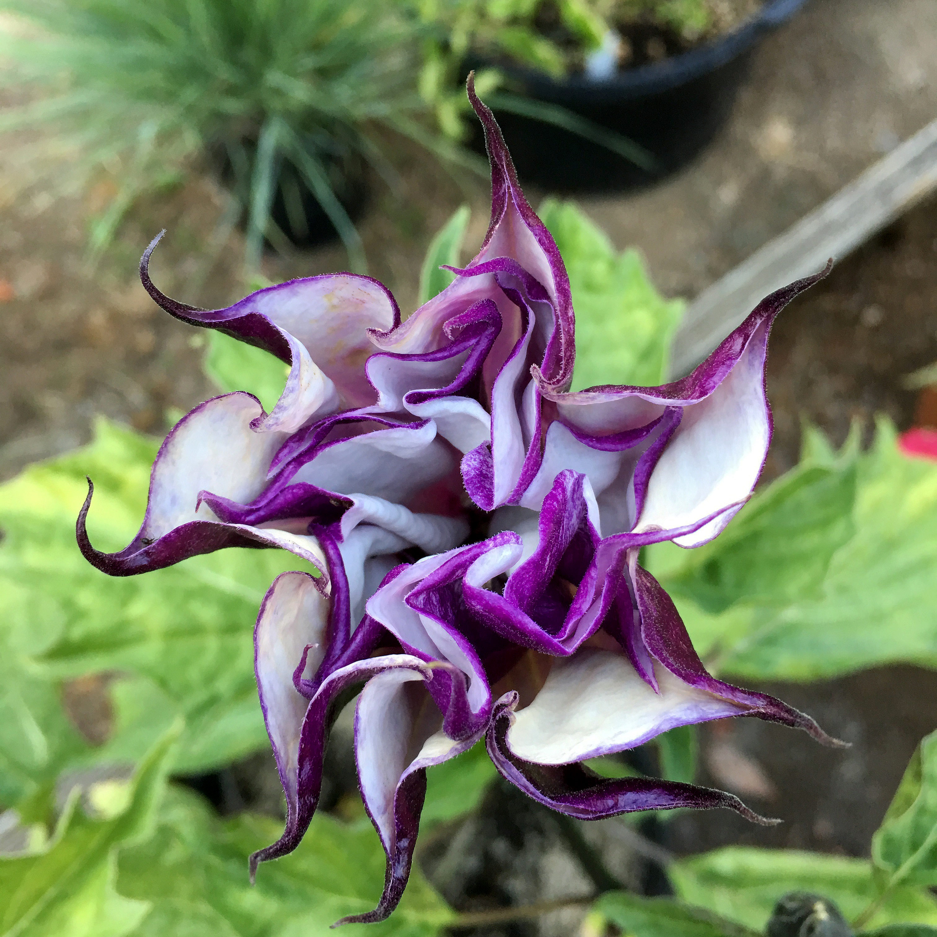 Datura metel purple