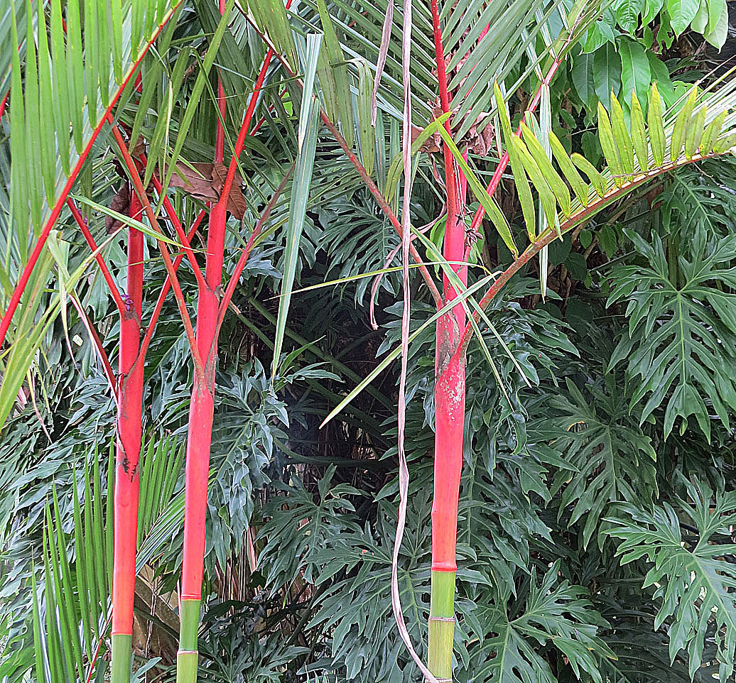 Cyrtostachys renda
