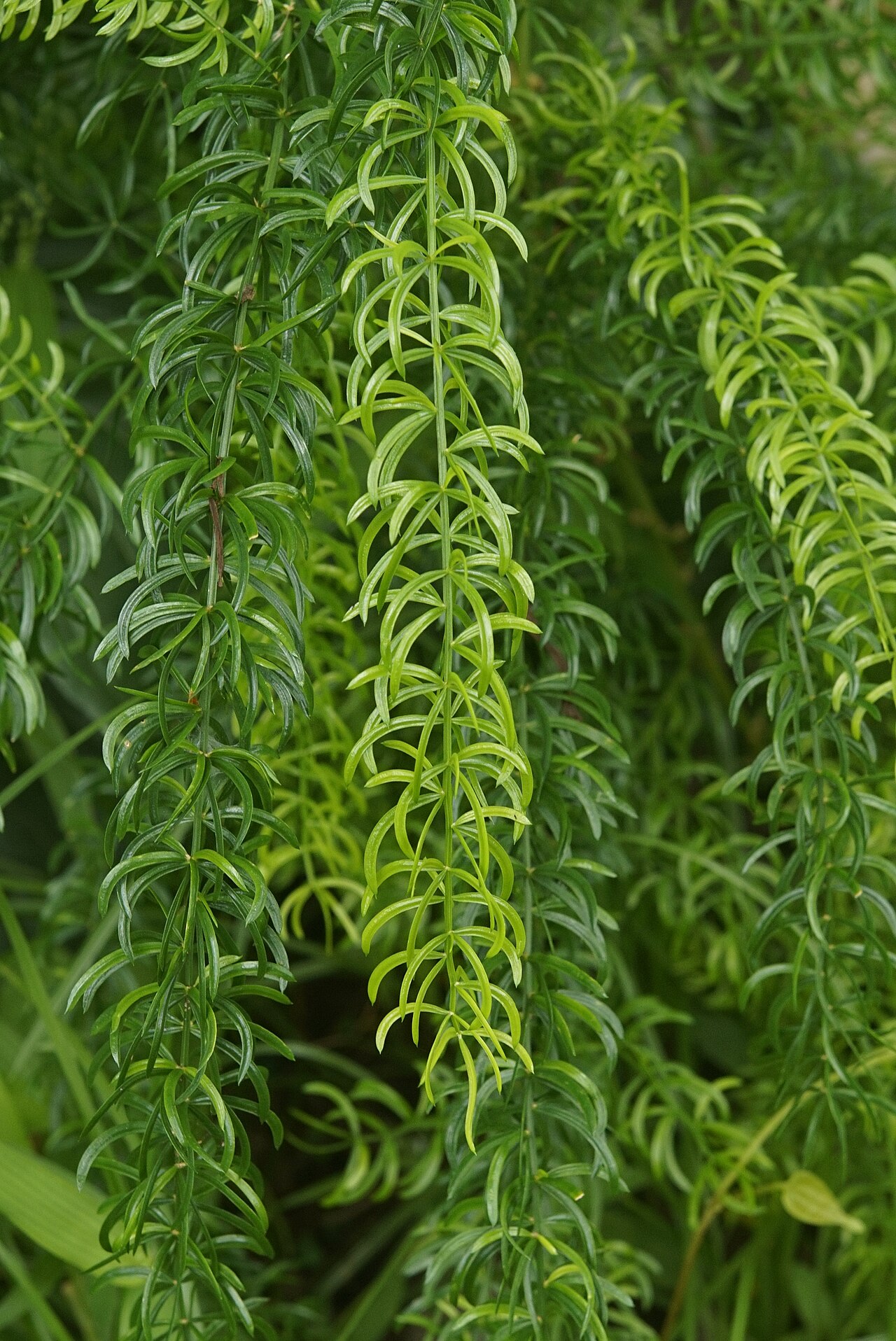 Asparagus racemosus