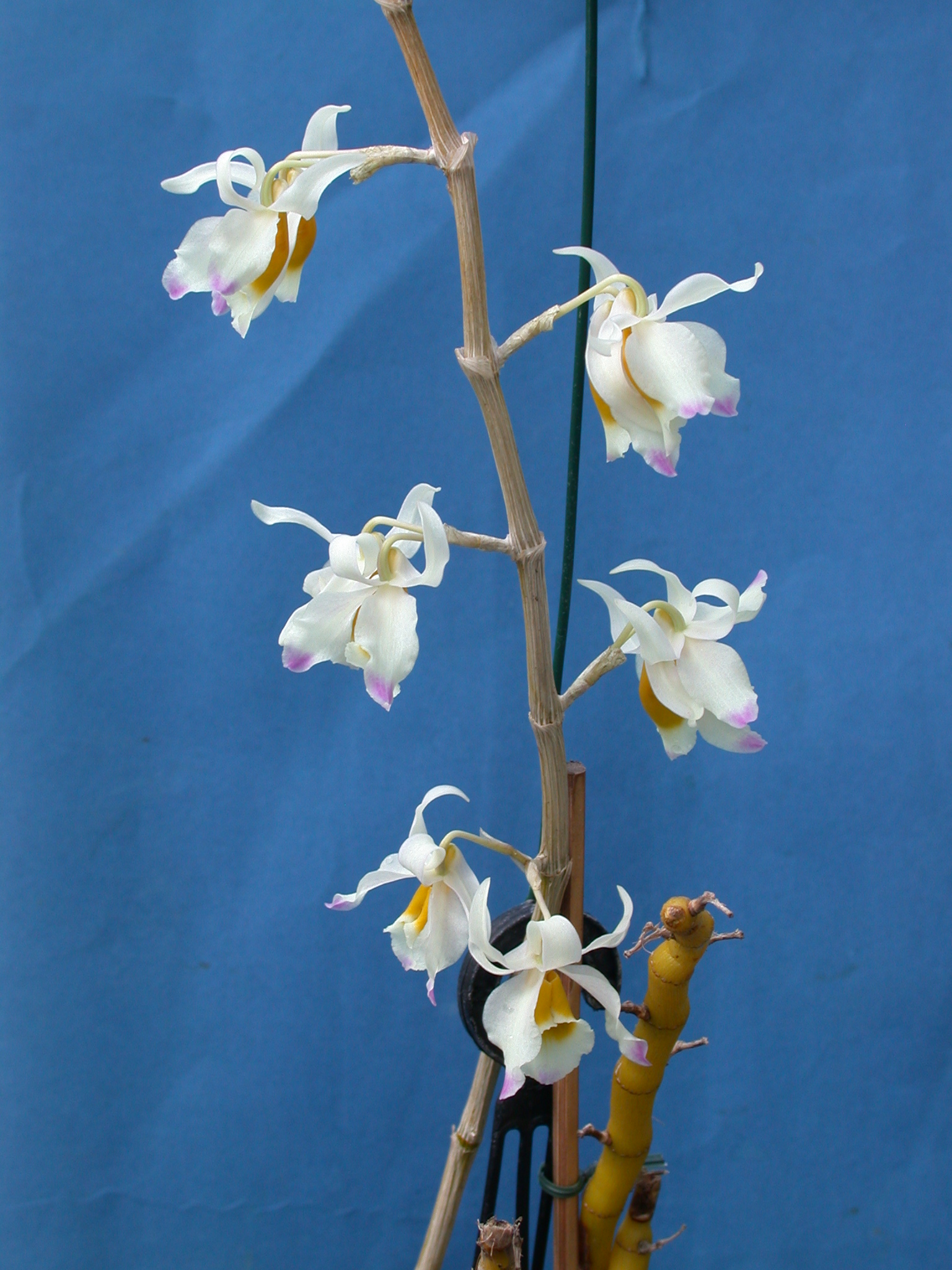 Dendrobium crystallinum