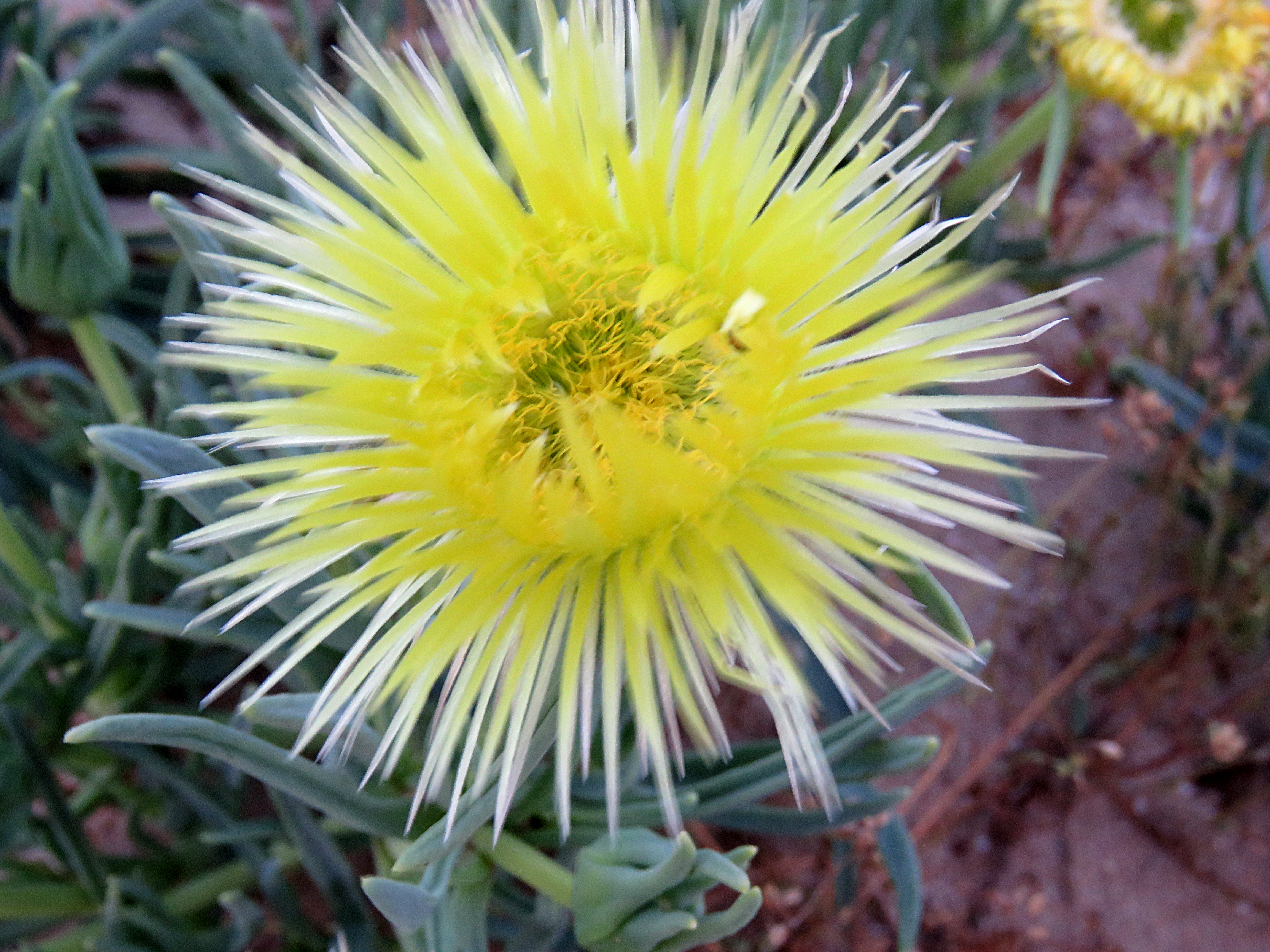 Conicosia pugioniformis