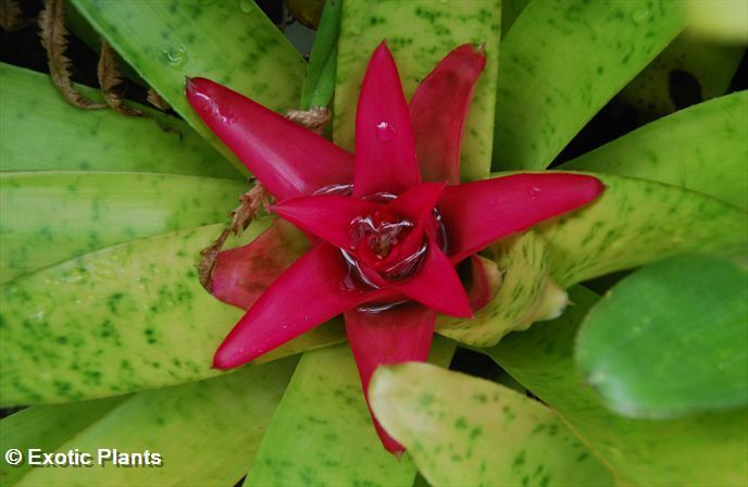 Billbergia amoena