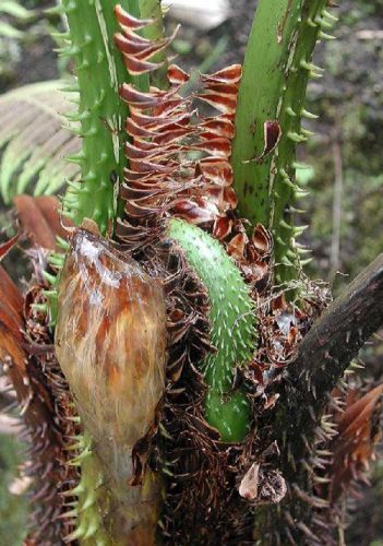 Cyathea bicrenata