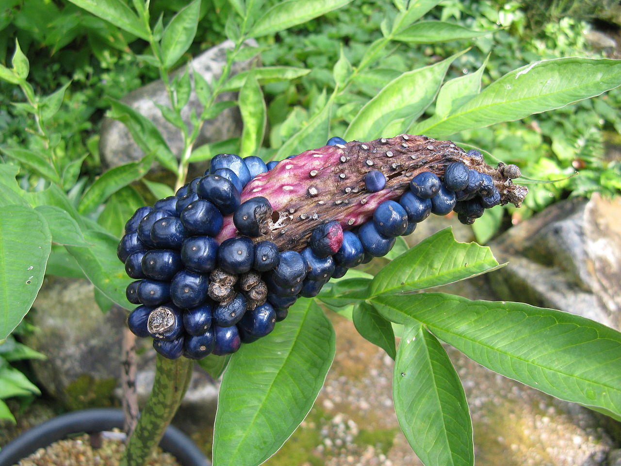 Amorphophallus kiusianus