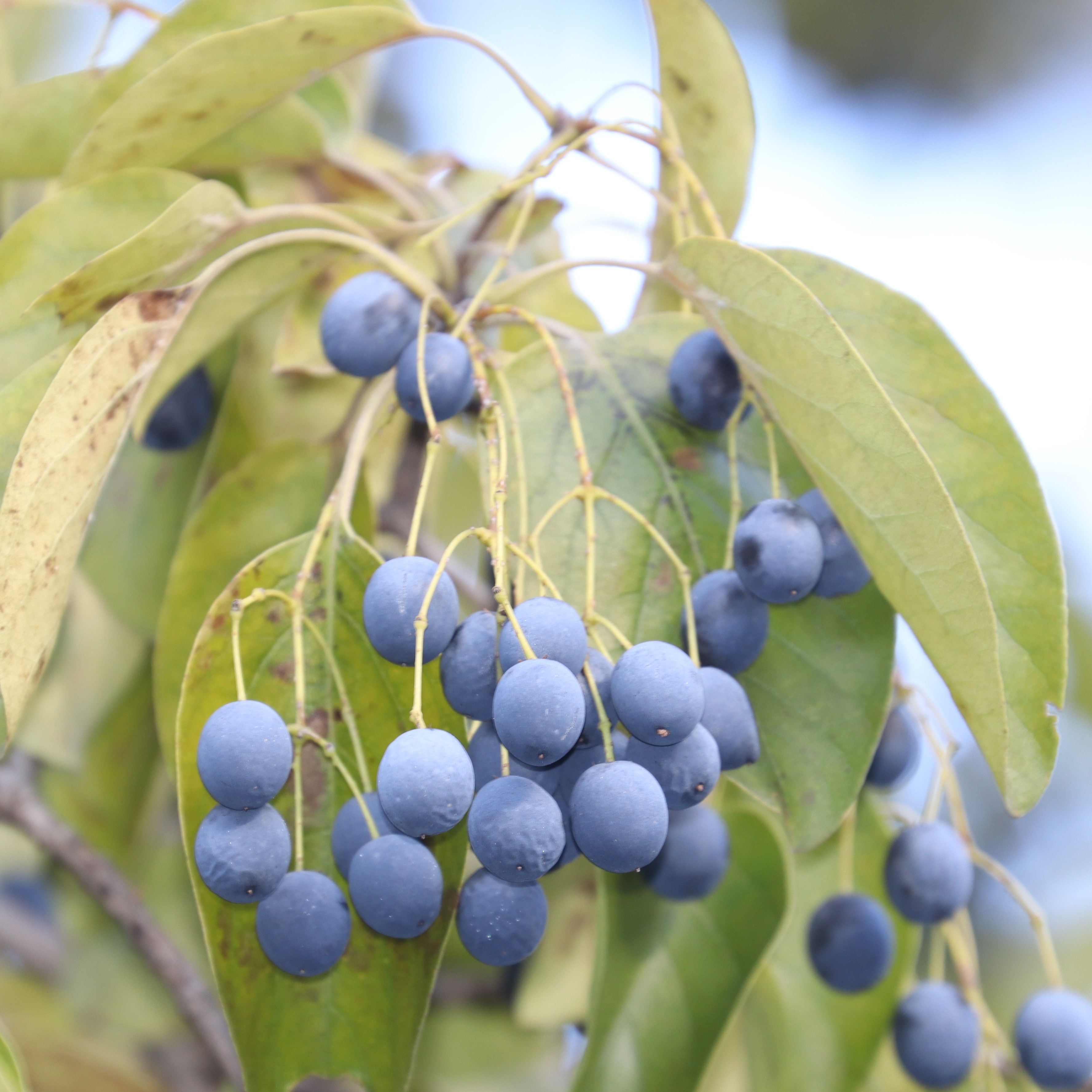 Chionanthus retusus