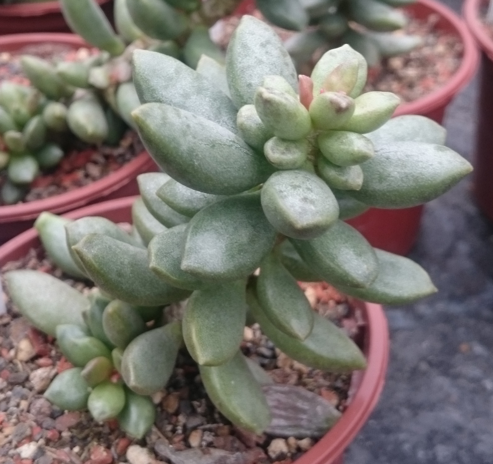 Adromischus cristatus