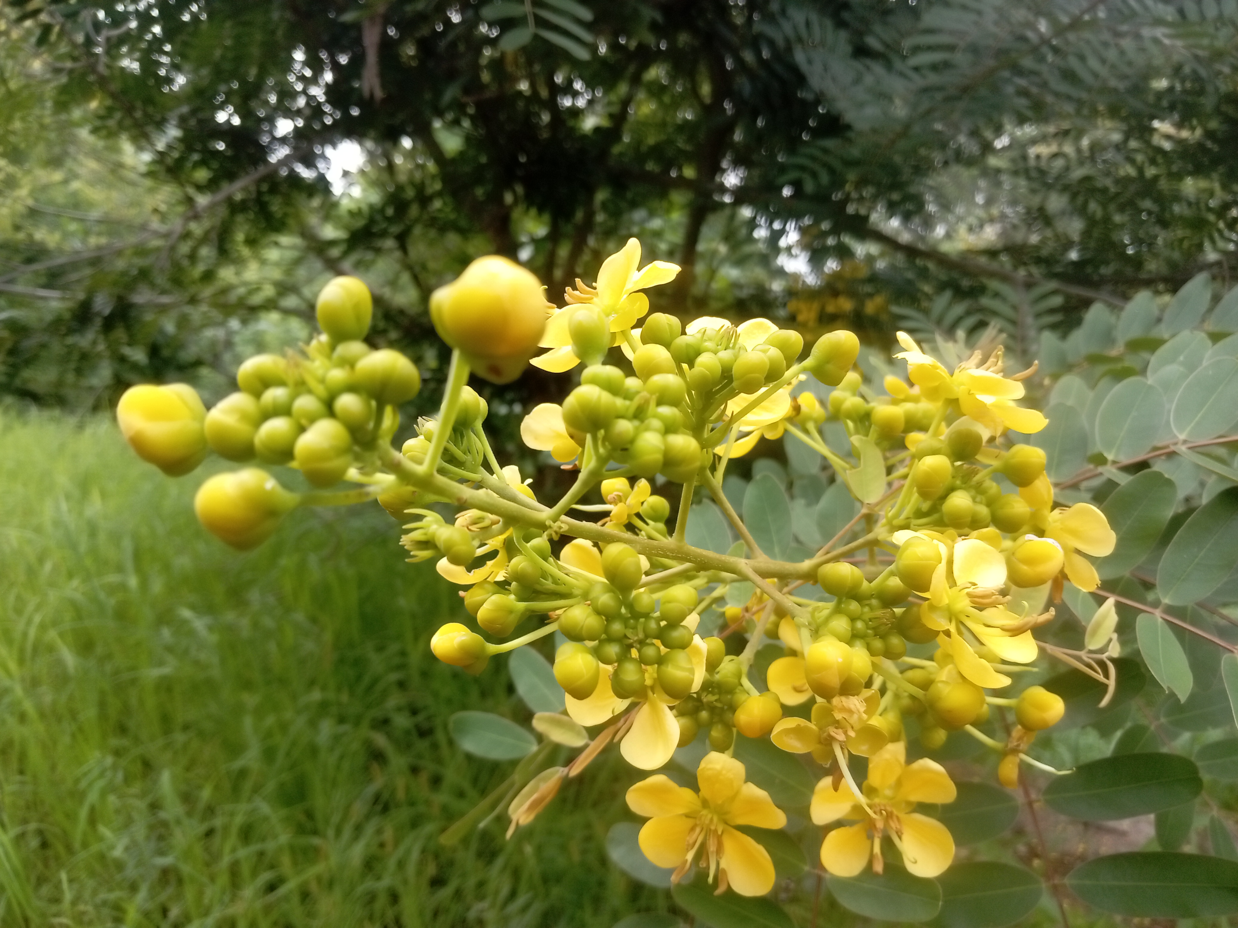 Cassia siamea