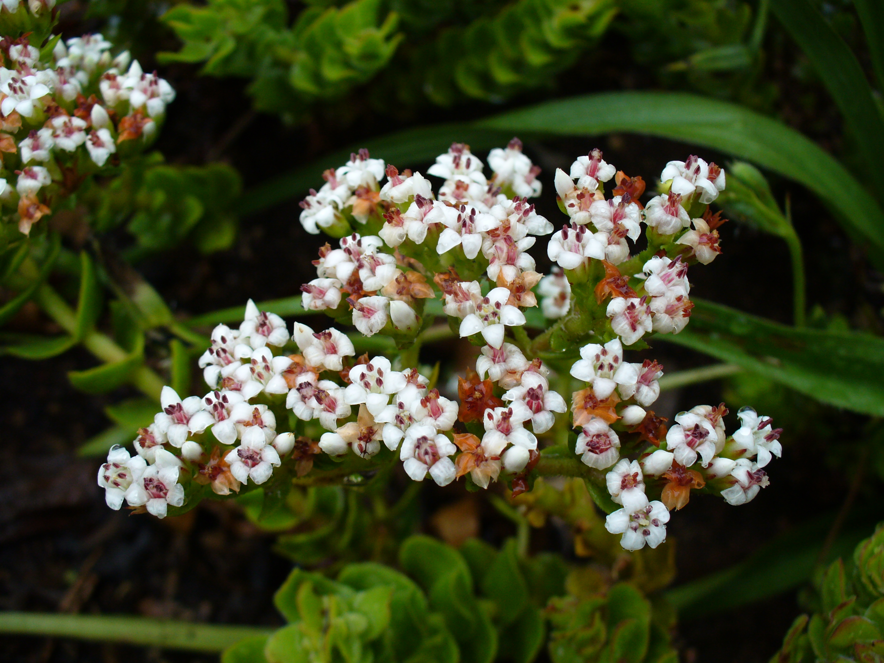 Crassula dejecta