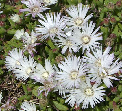 Delosperma macrostigma